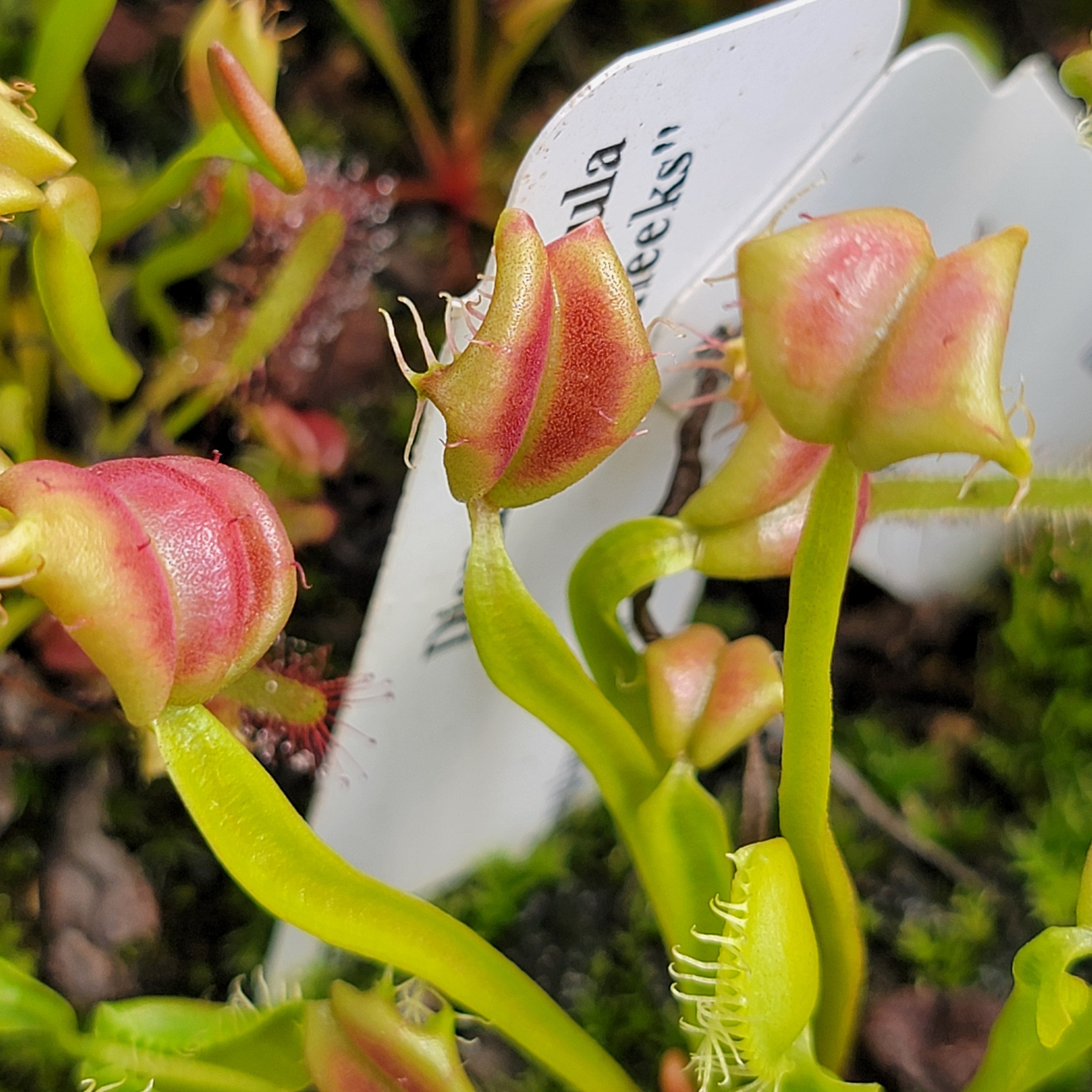 Venus flytrap (Dionaea muscipula) "Buttcheeks"