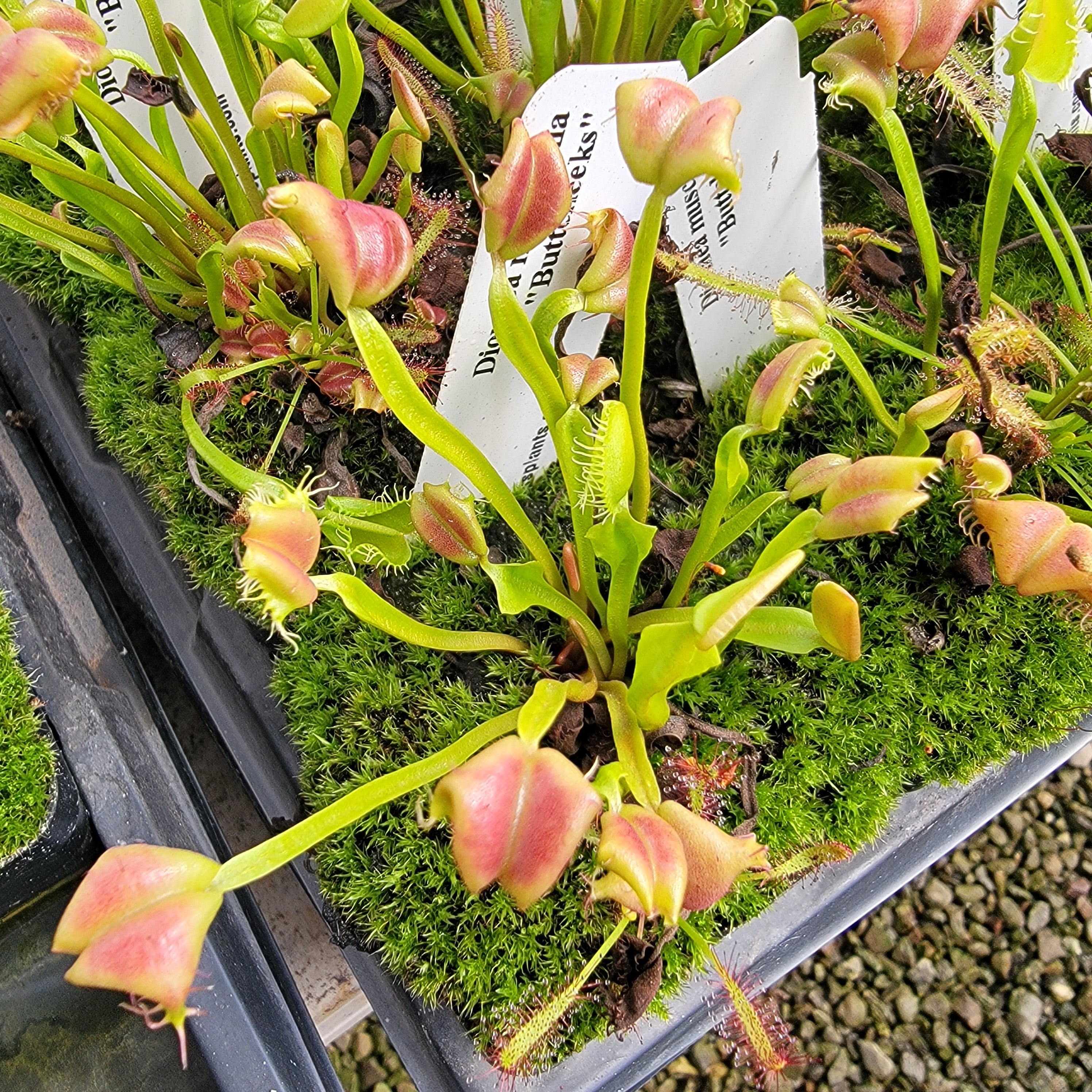 Venus flytrap (Dionaea muscipula) "Buttcheeks"