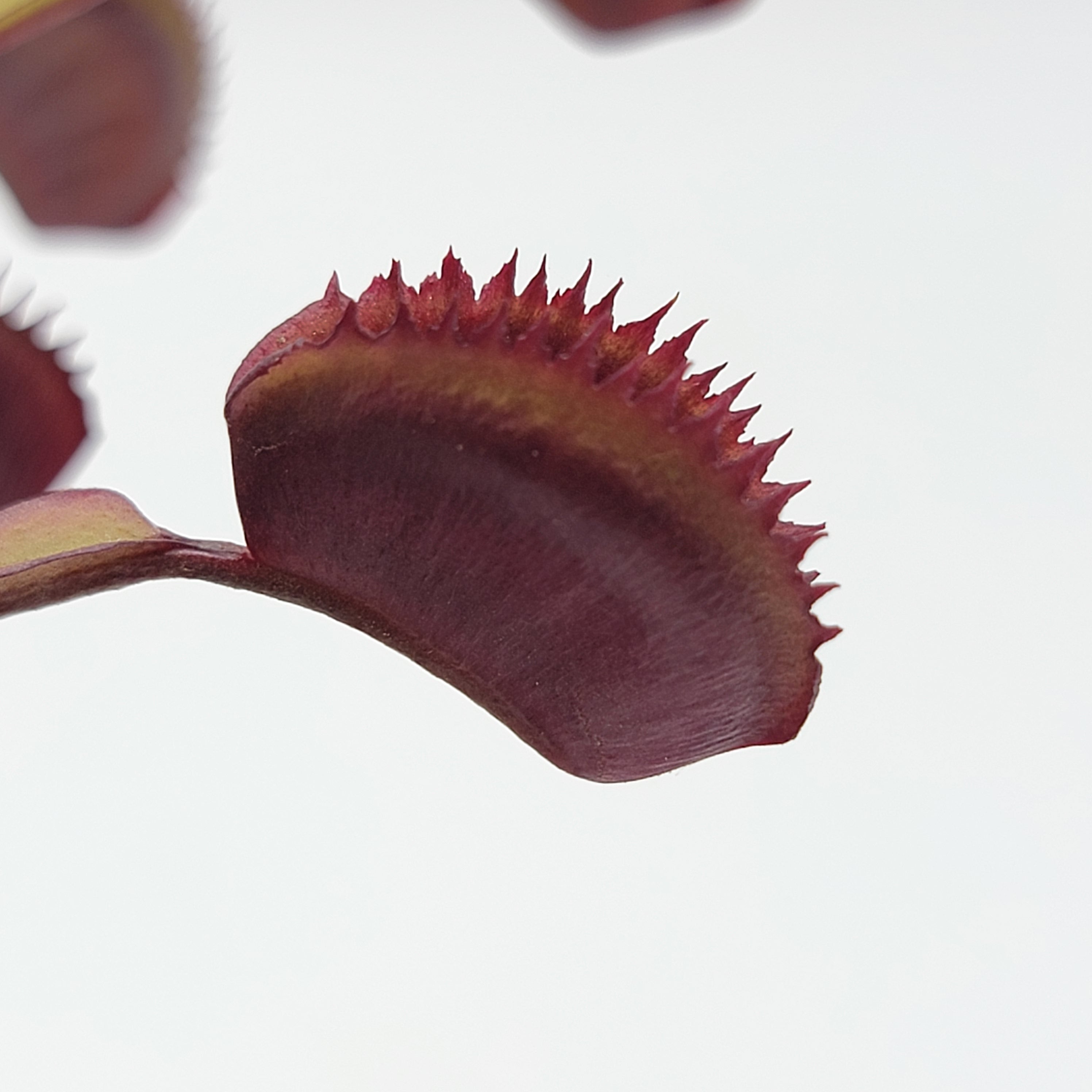 Venus flytrap (Dionaea muscipula) "Trev's Red Dentate"