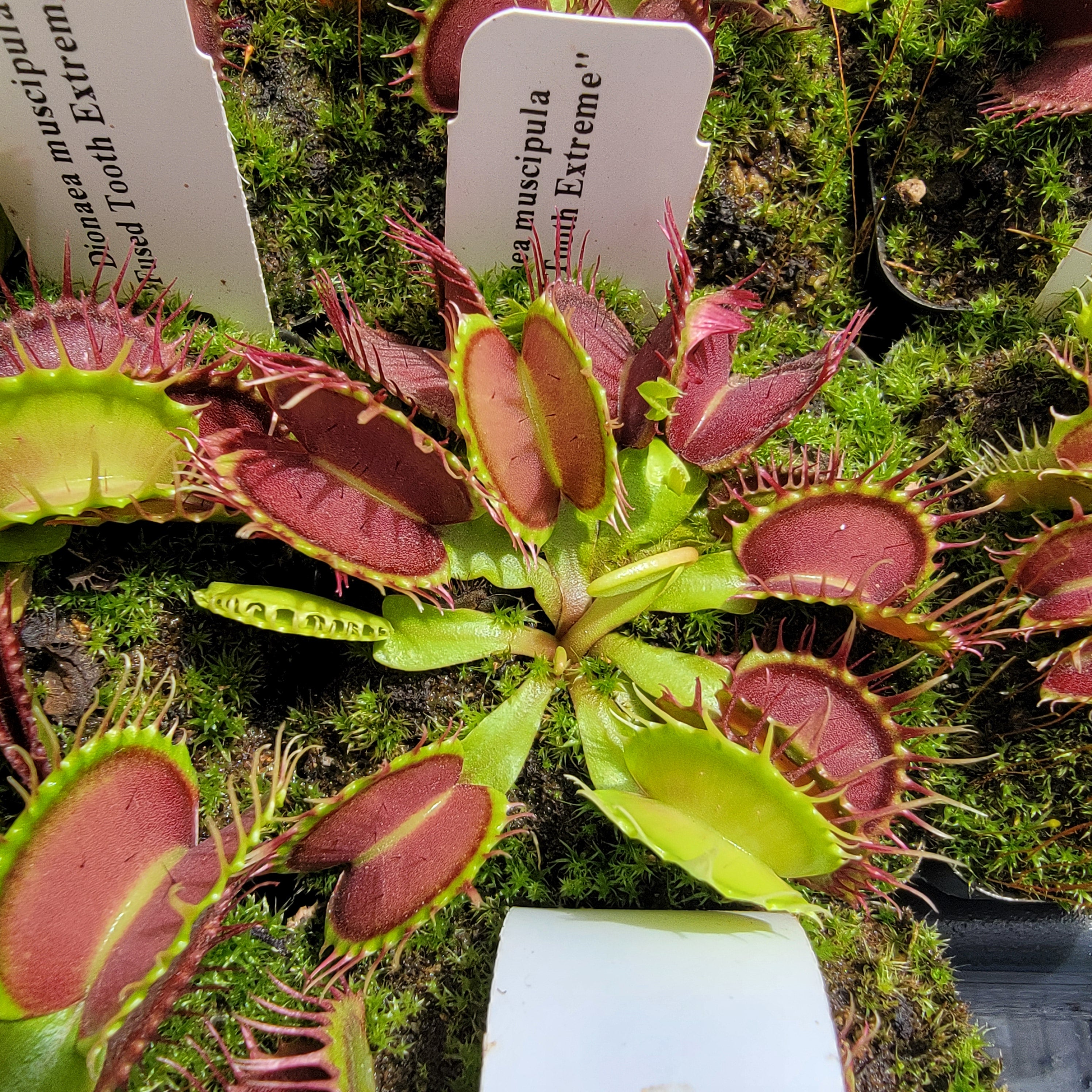 Venus flytrap (Dionaea muscipula) 