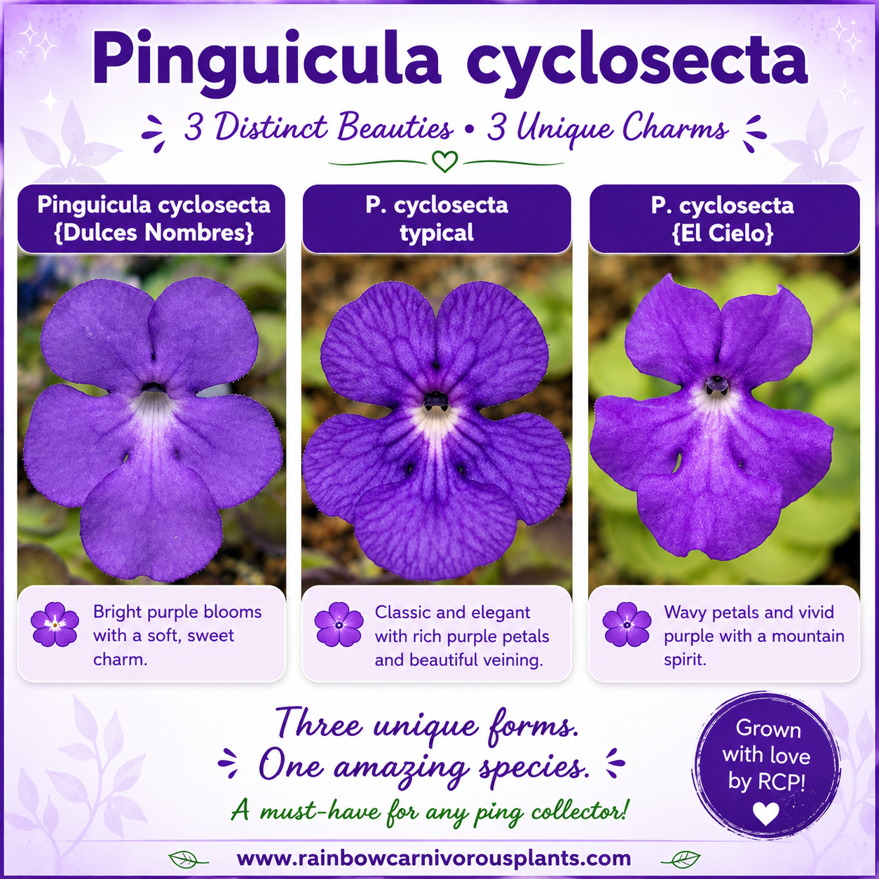Pinguicula cyclosecta {El Cielo}