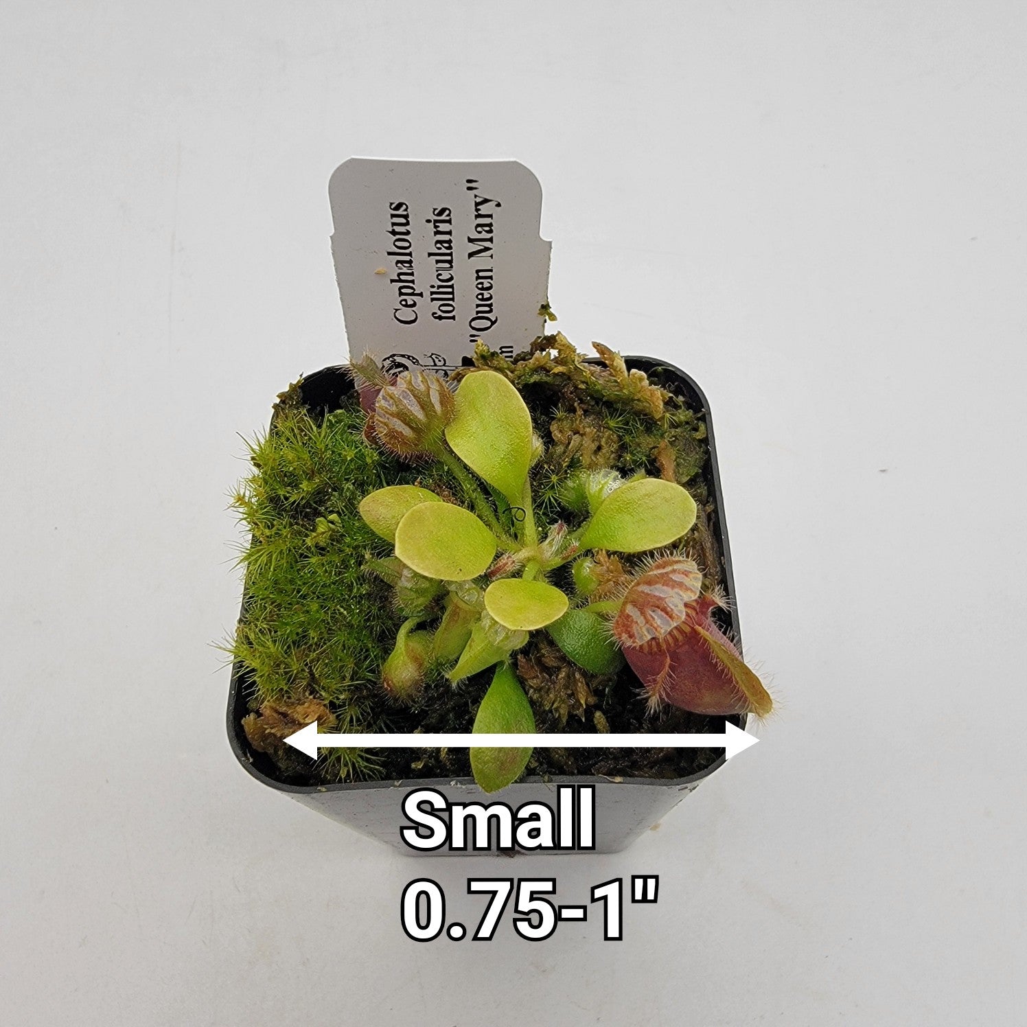 Cephalotus follicularis "Queen Mary"