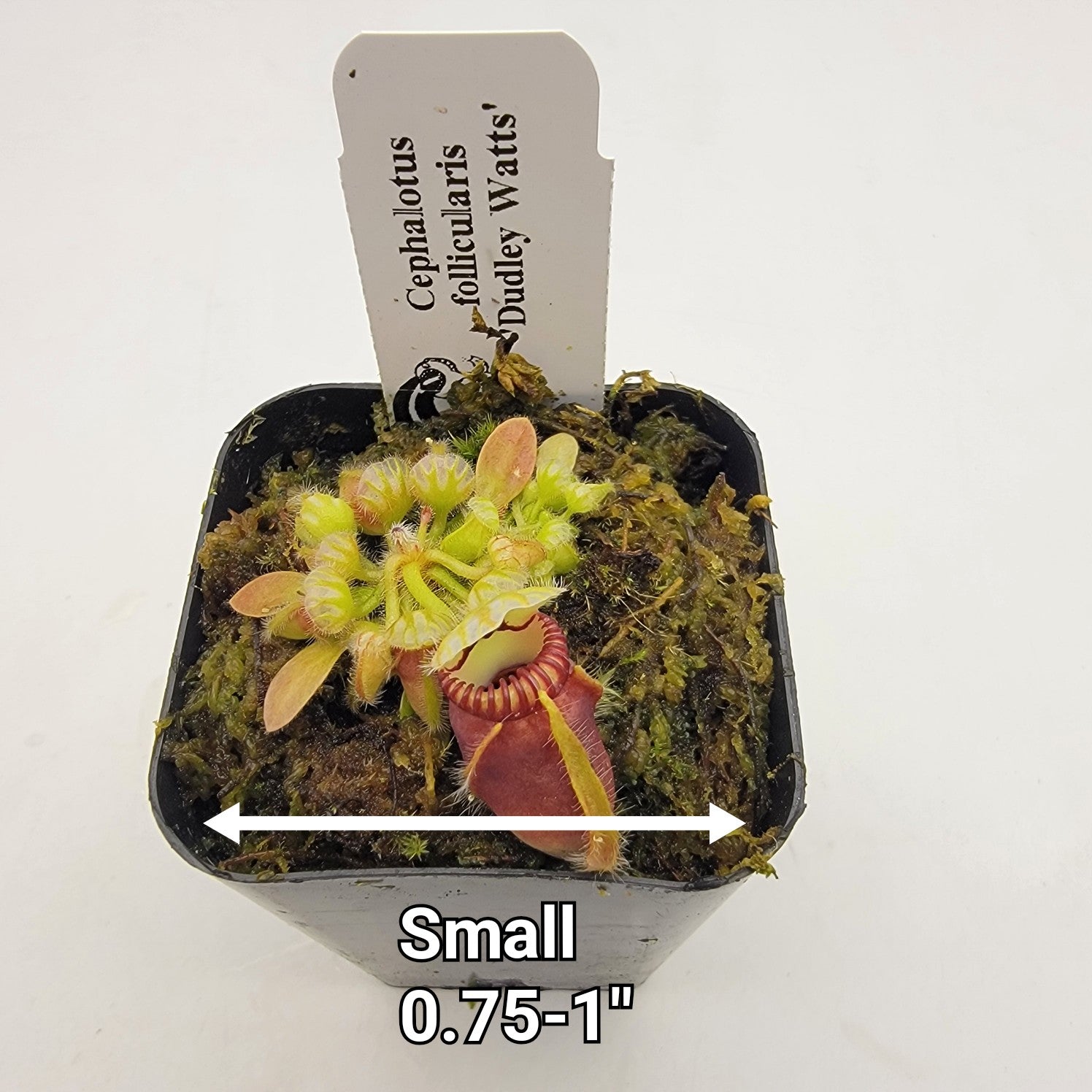 Cephalotus follicularis 'Dudley watts'