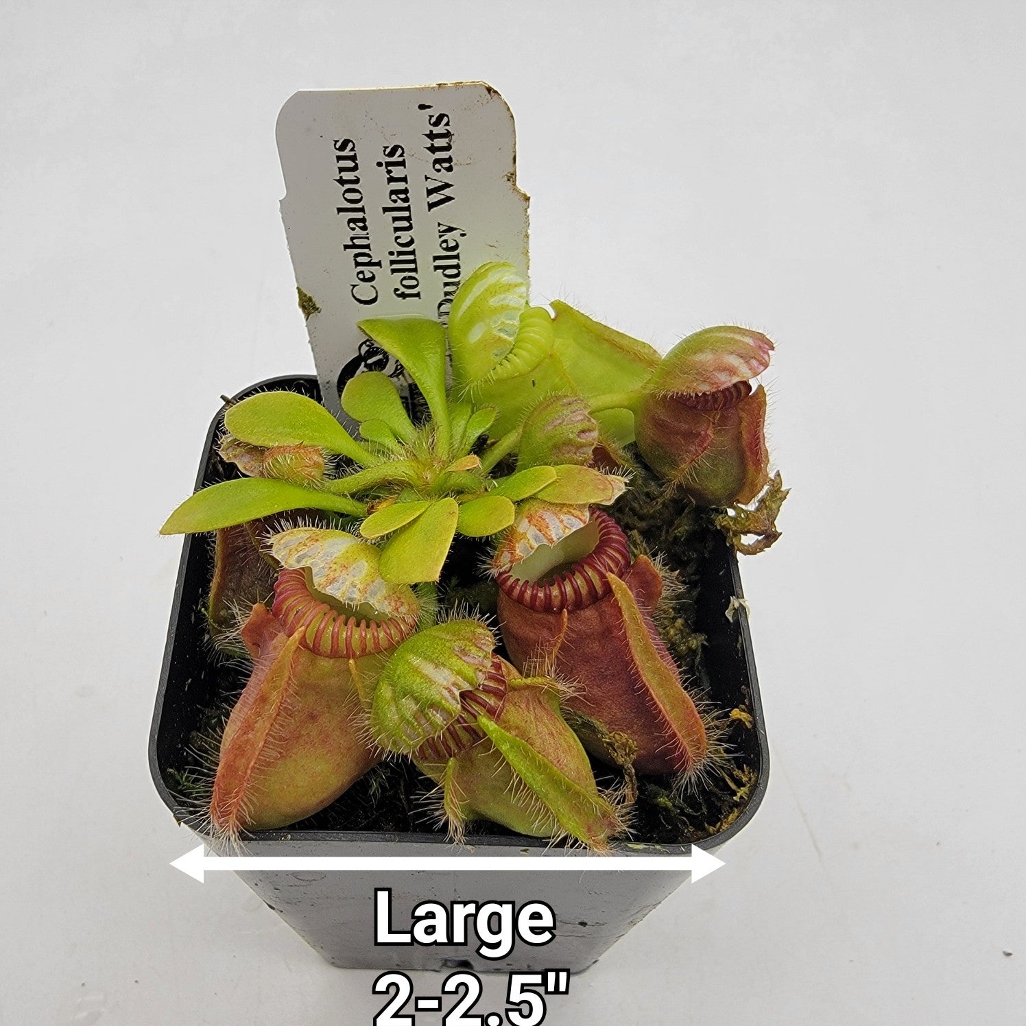 その他観葉植物 cephalotus follicularis Donnelly  Cephalotus follicularis, live carnivorous plant, potted – Blue