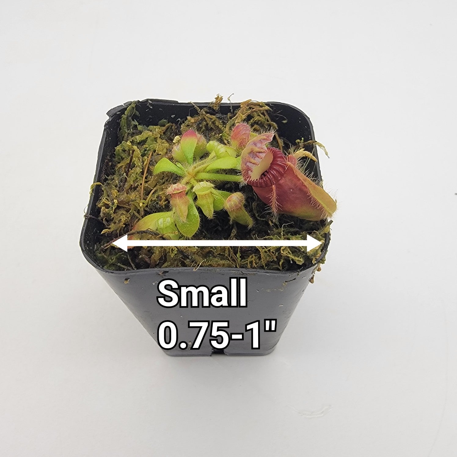 Cephalotus follicularis seed grown