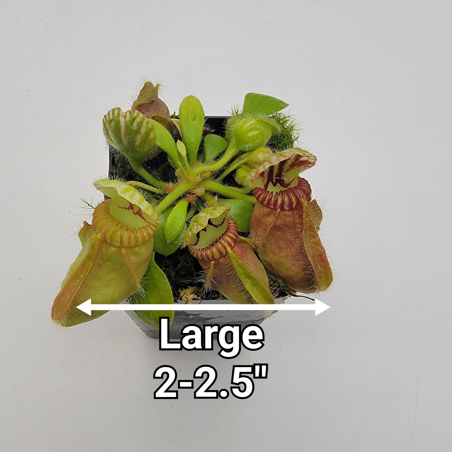 Cephalotus follicularis seed grown