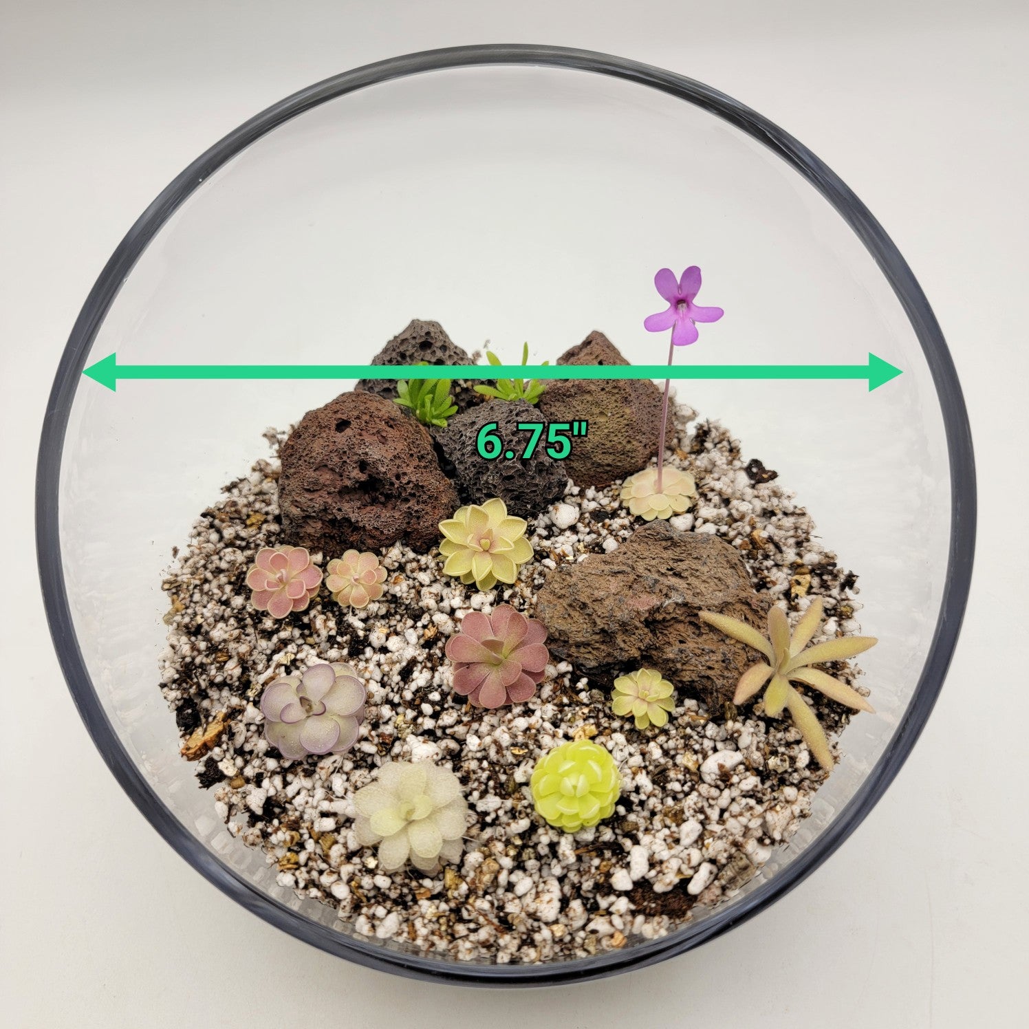 Pingdom Kit -Butterworts -Rainbow Carnivorous Plants LLC