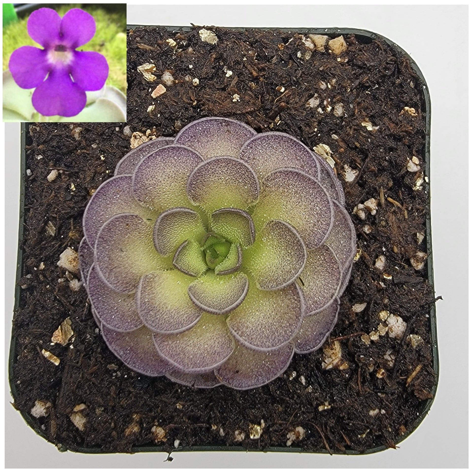 ラグラス　ビスクドール　リプロ Peggy Nettles ジュモー There's just nothing like Pinguicula cyclosecta! Its purple