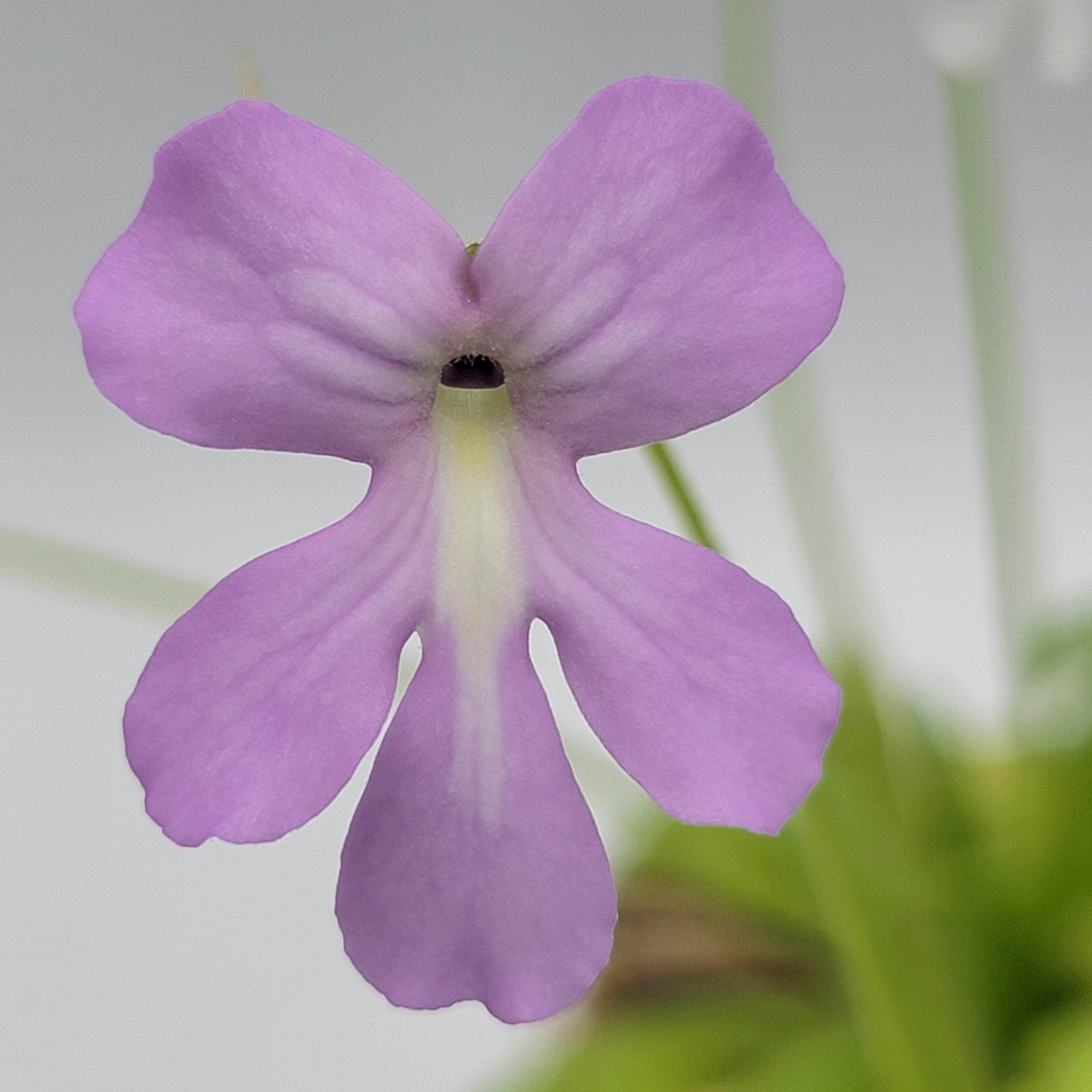 Pinguicula moranensis var. alba x moctezumae