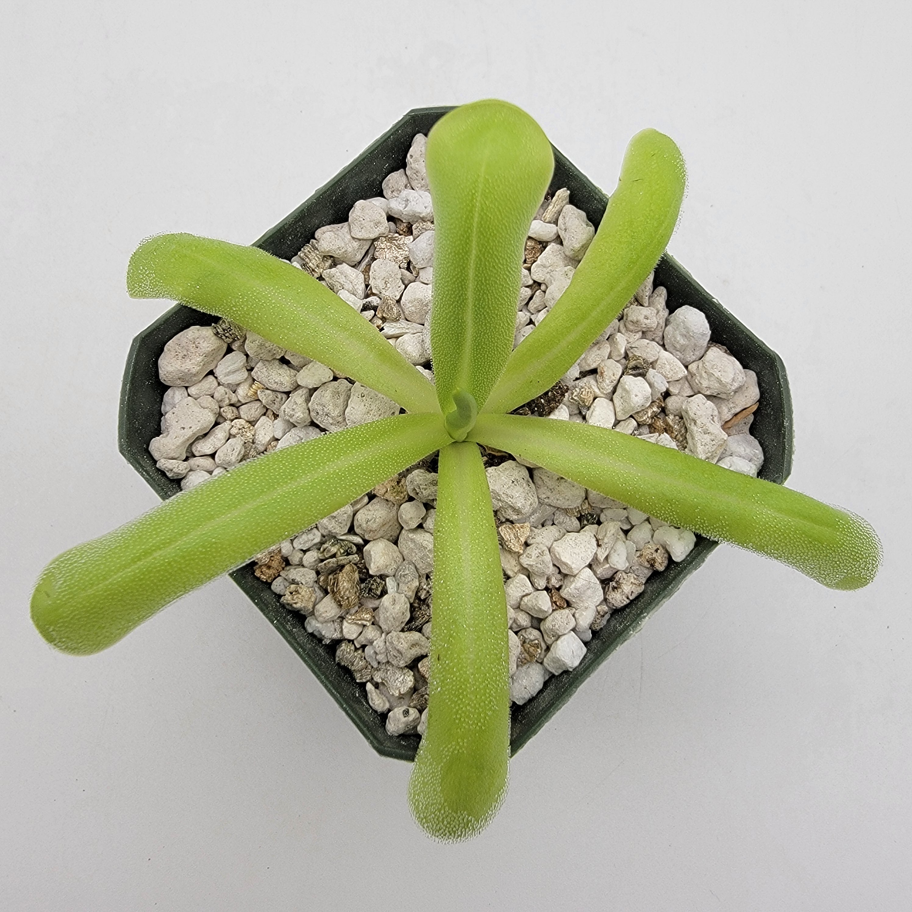 Pinguicula moranensis var. alba x moctezumae