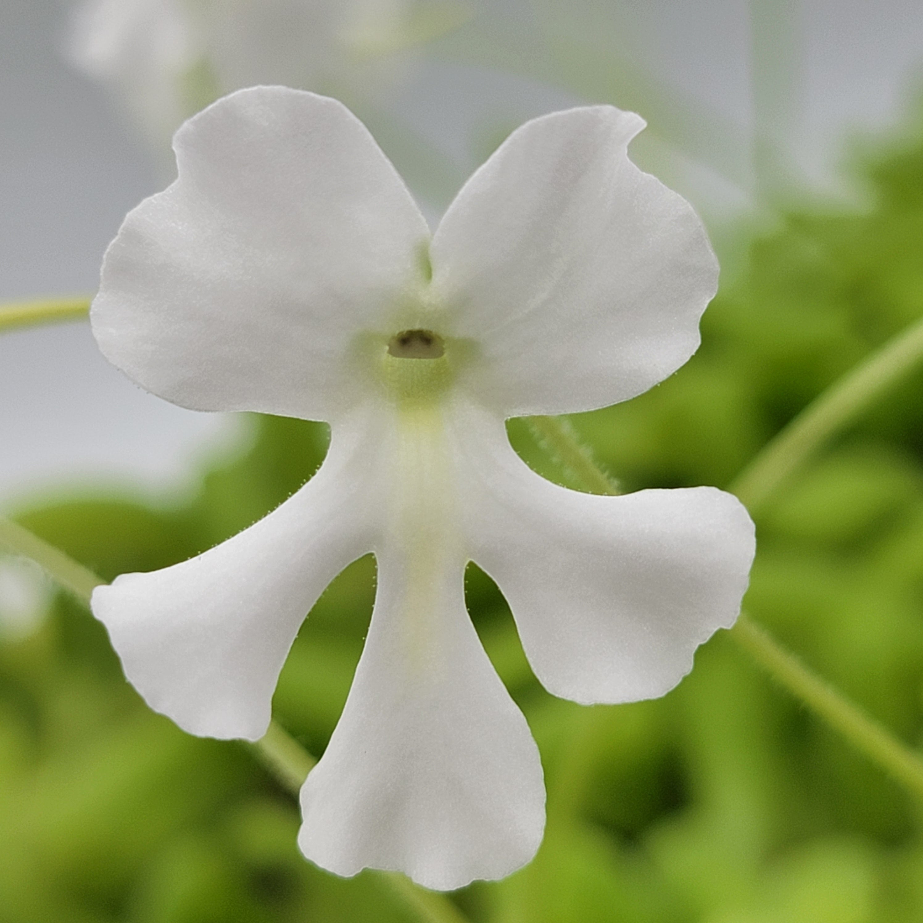 モントゥトゥユピィページ コスモスのお花ॱ⋅.˳˳.⋅˙ॱᐧ.˳˳.⋅ઇଓ Pinguicula moranensis var. alba x moctezumae