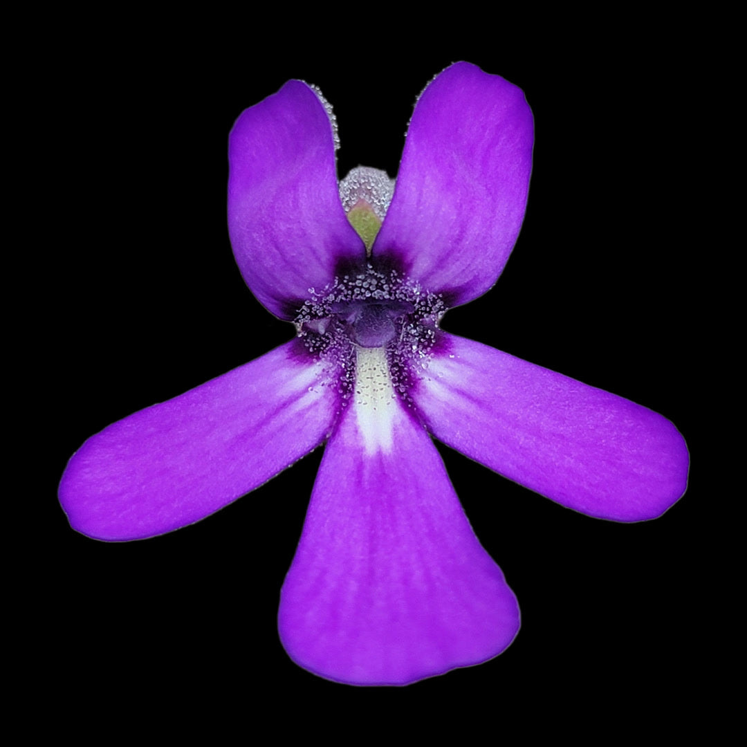 Pinguicula potosiensis -Butterworts -Rainbow Carnivorous Plants LLC