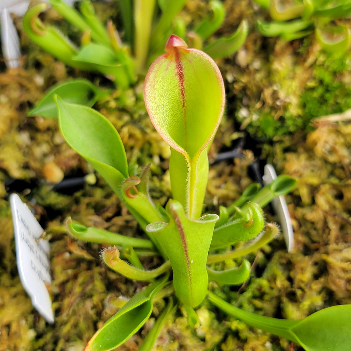 Heliamphora (heterodoxa x minor) x macdonaldae clone #3