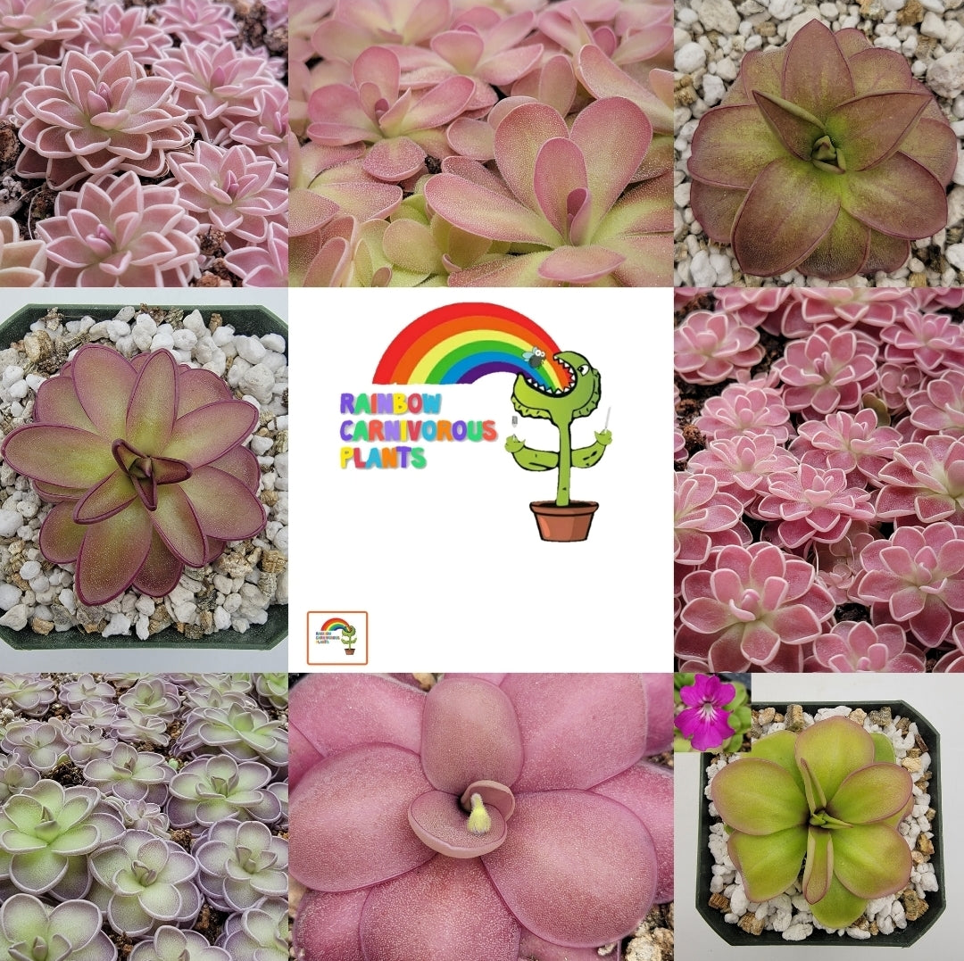 Random Mystery Pinguicula with ID