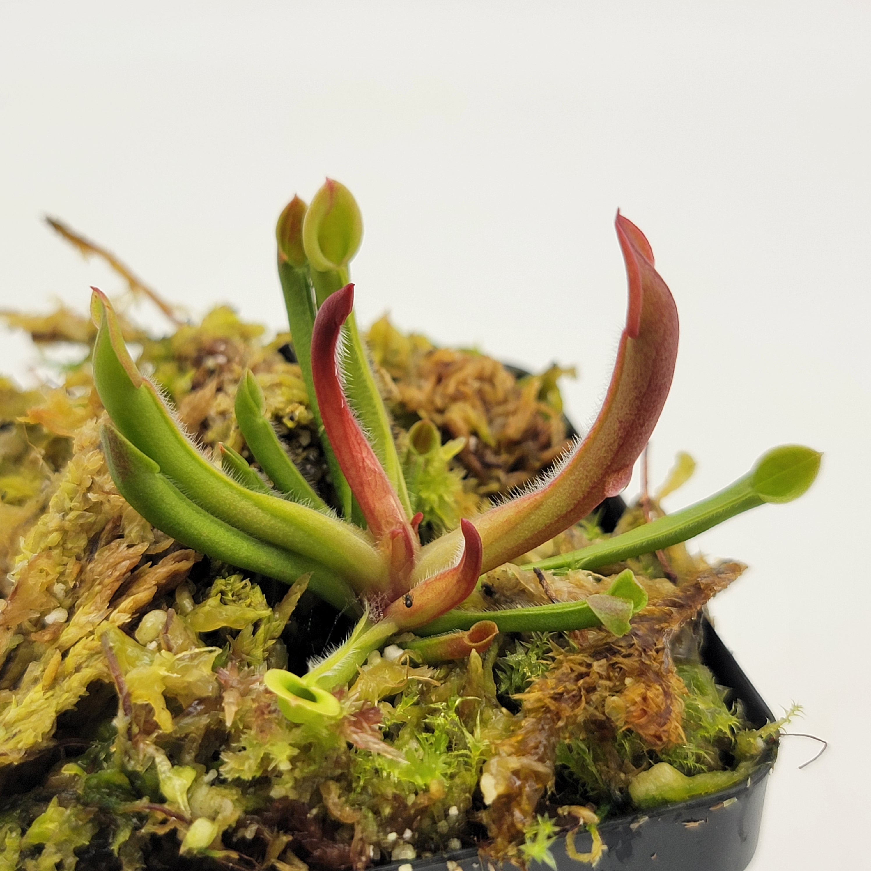 Heliamphora minor