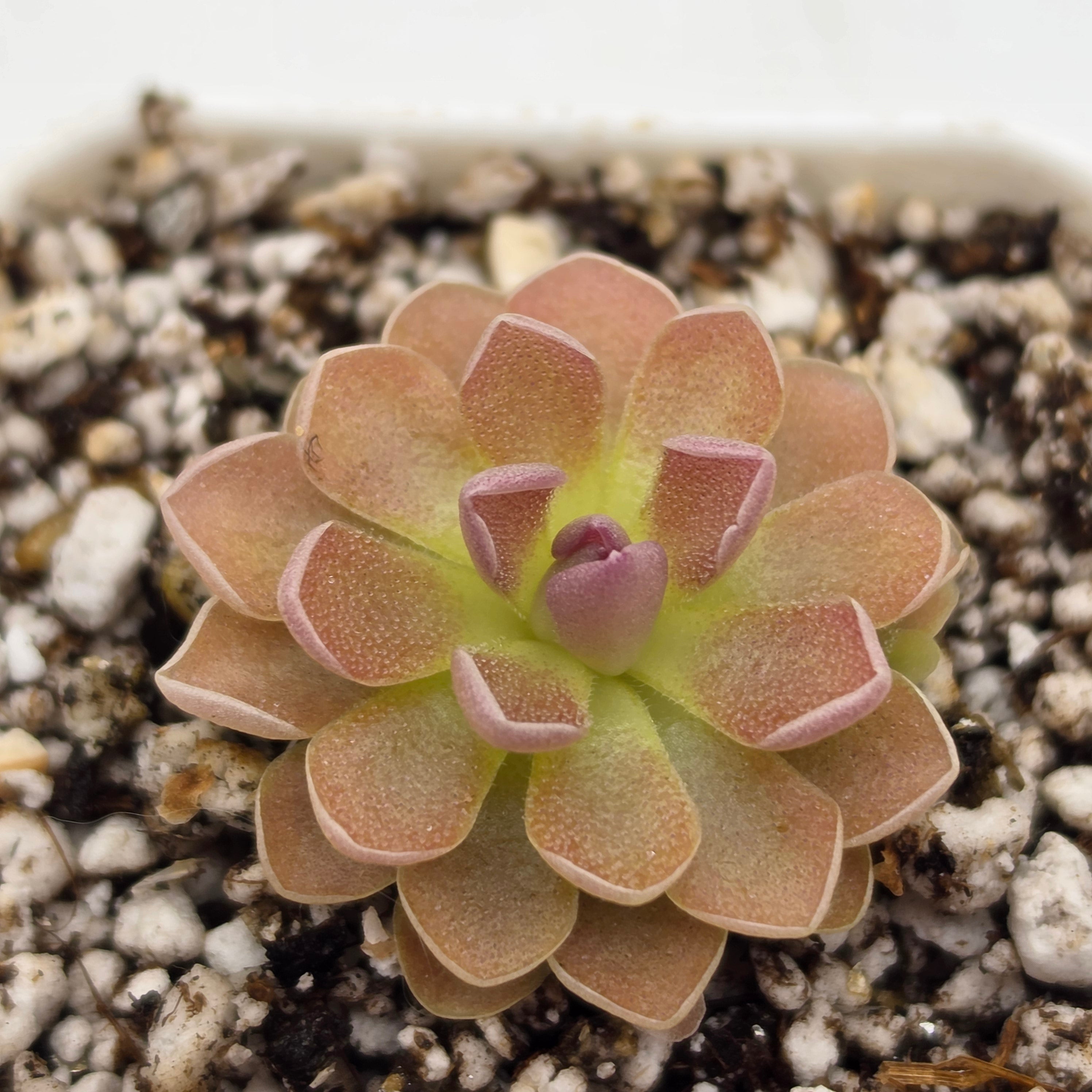 Pinguicula 'PE Formosa' -Butterworts -Rainbow Carnivorous Plants LLC