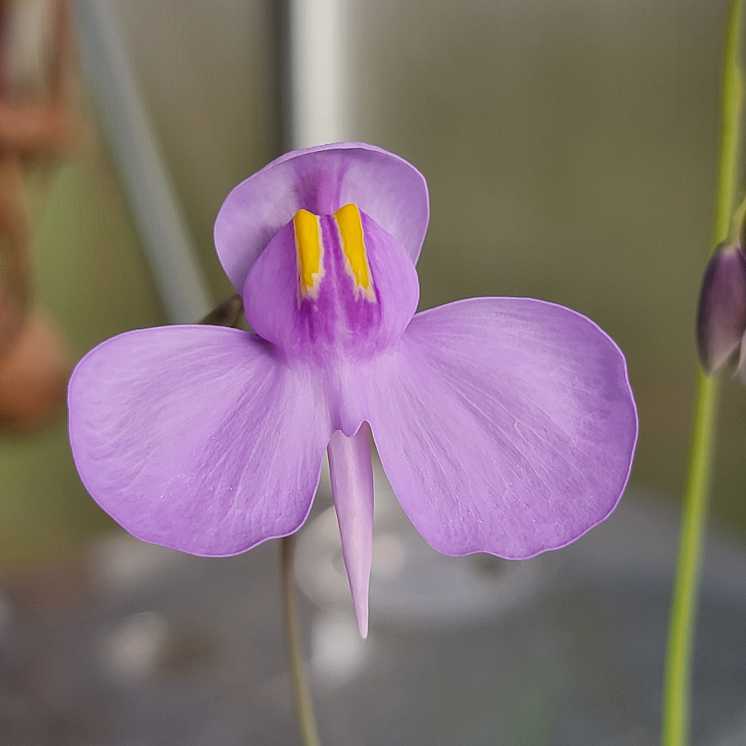 Utricularia nelumbifolia x reniformis -Utricularia -Rainbow Carnivorous Plants LLC