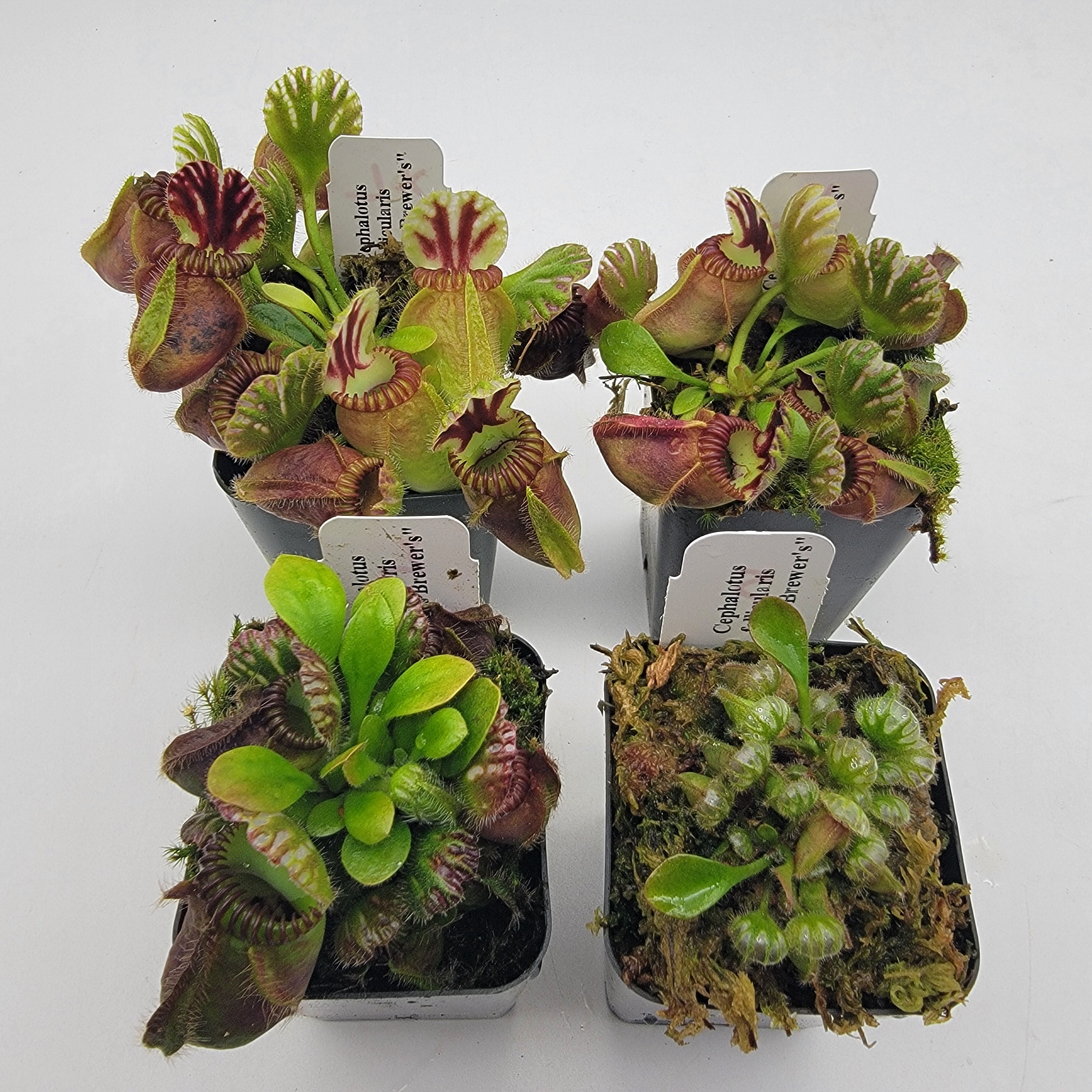 Cephalotus follicularis 
