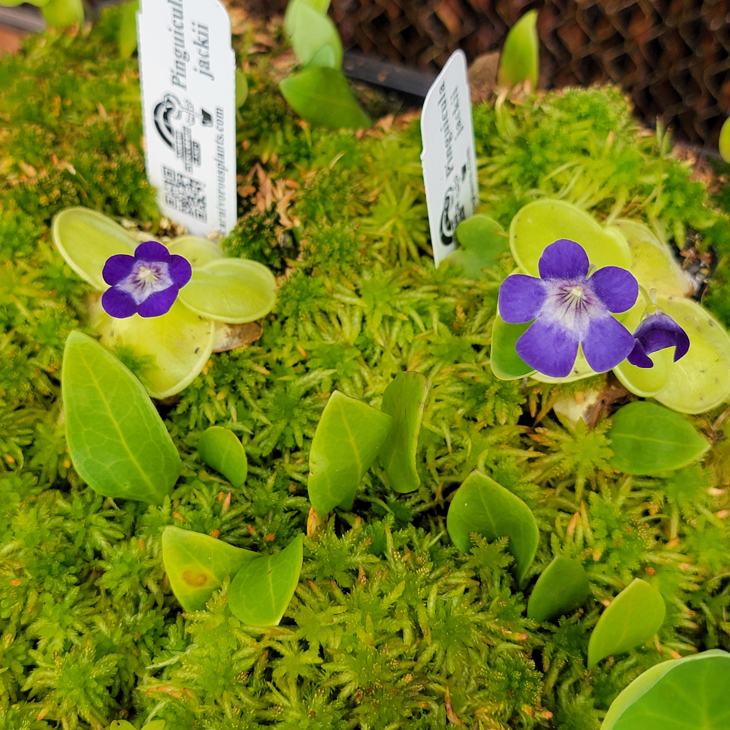 Pinguicula jackii