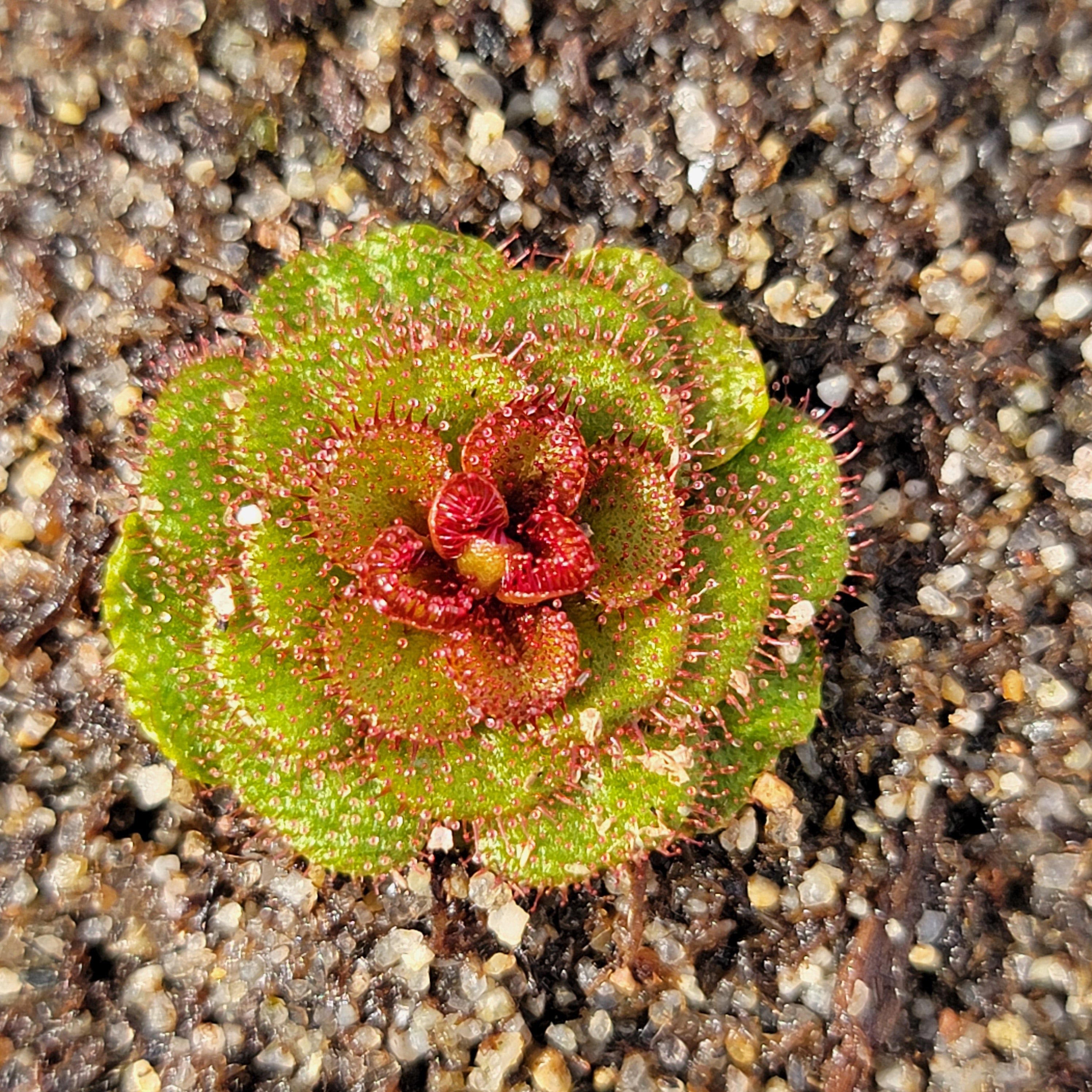 Drosera lowriei {small all dark red rosettes, Hayes, Western Australia}
