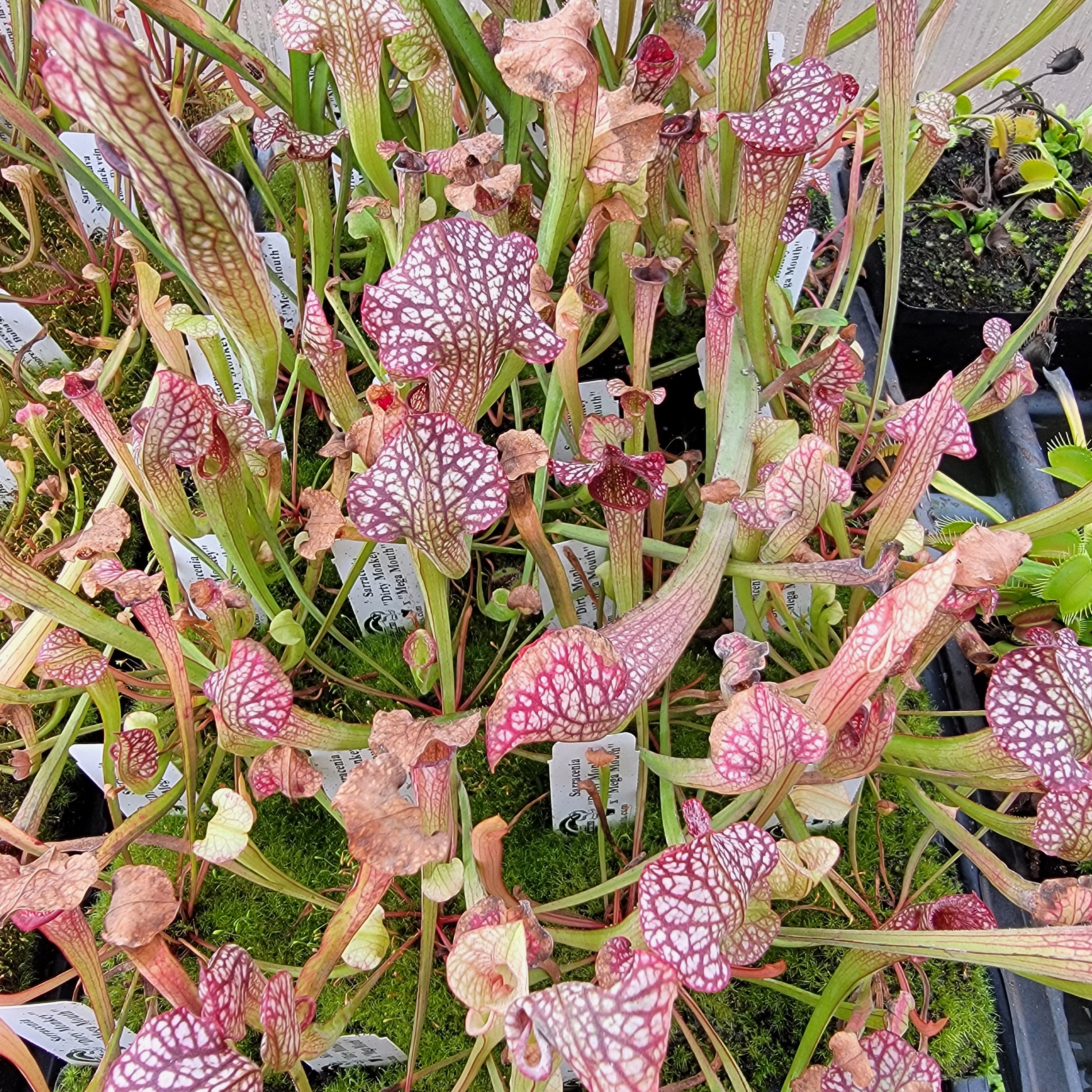 Sarracenia 'Dirty Monkey' x 'Mega Mouth' seedling