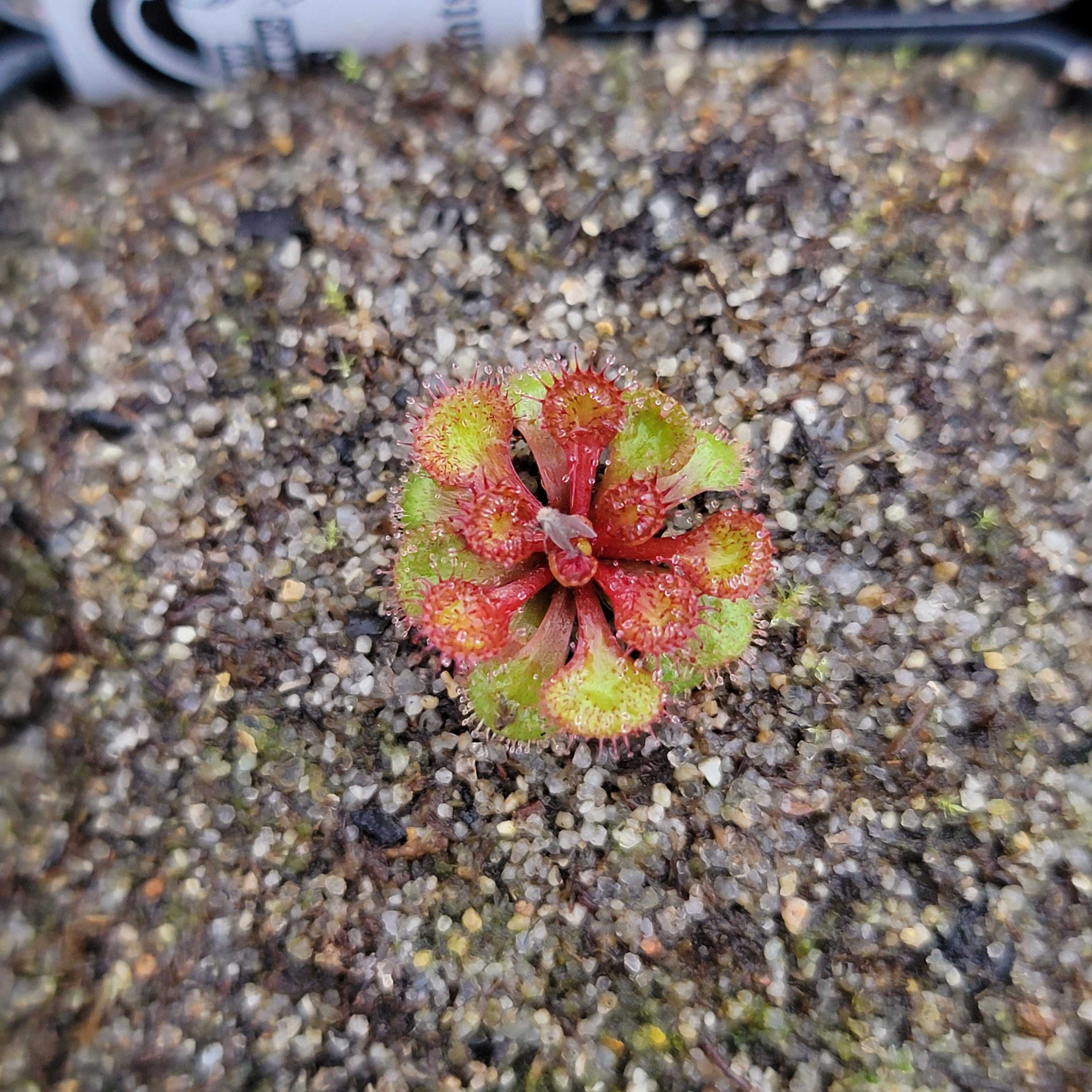 Drosera lowriei {Holt Rock, WA}