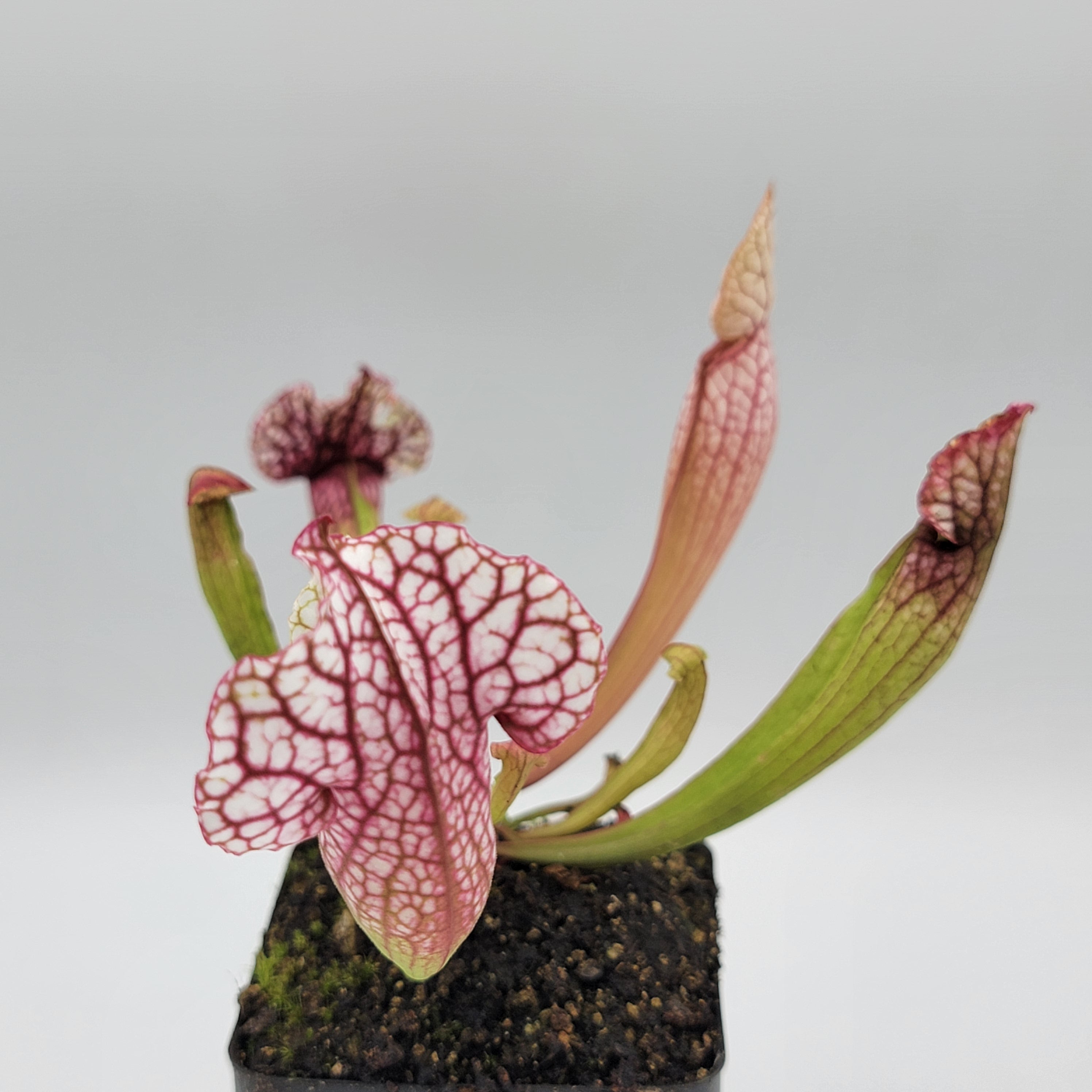 Sarracenia 'Hot Lips' x OP seedlings