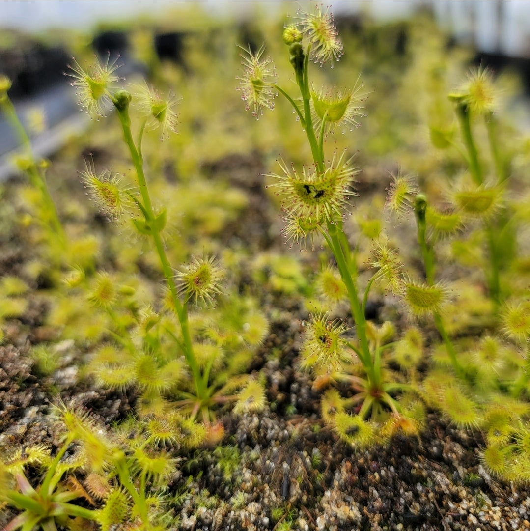 Mystery winter growing sundew (no ID)