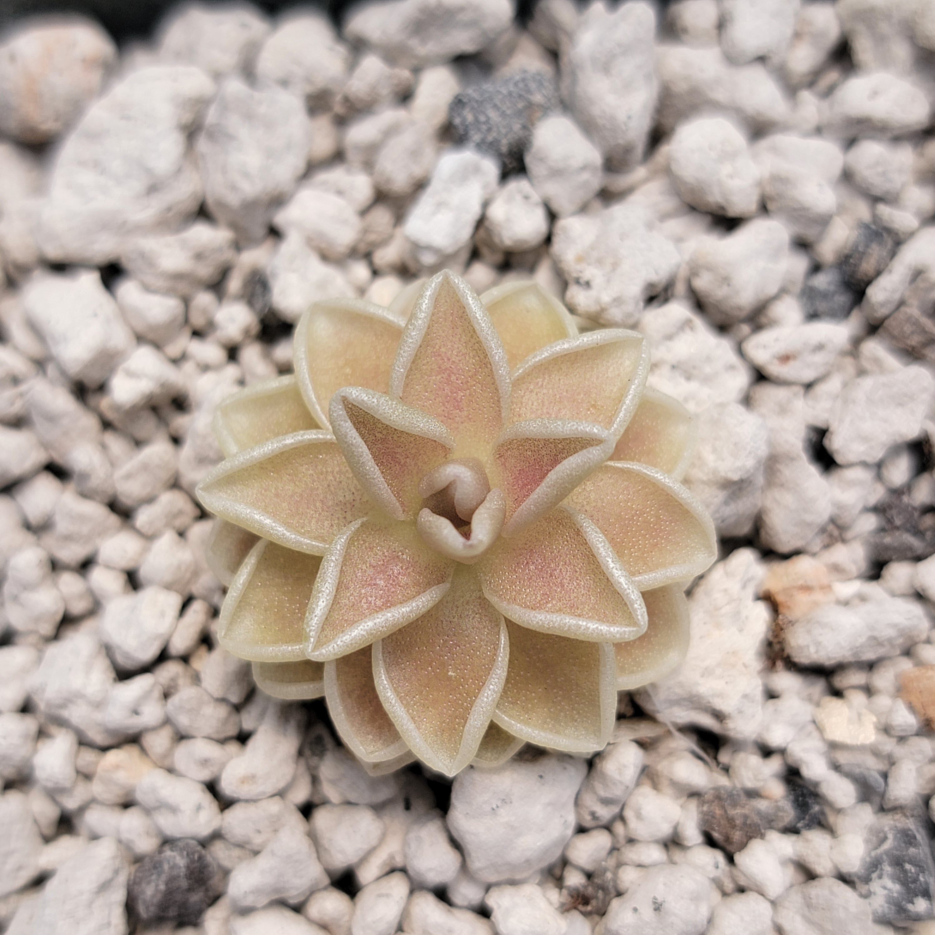 Pinguicula ehlersiae "Cotton Candy"