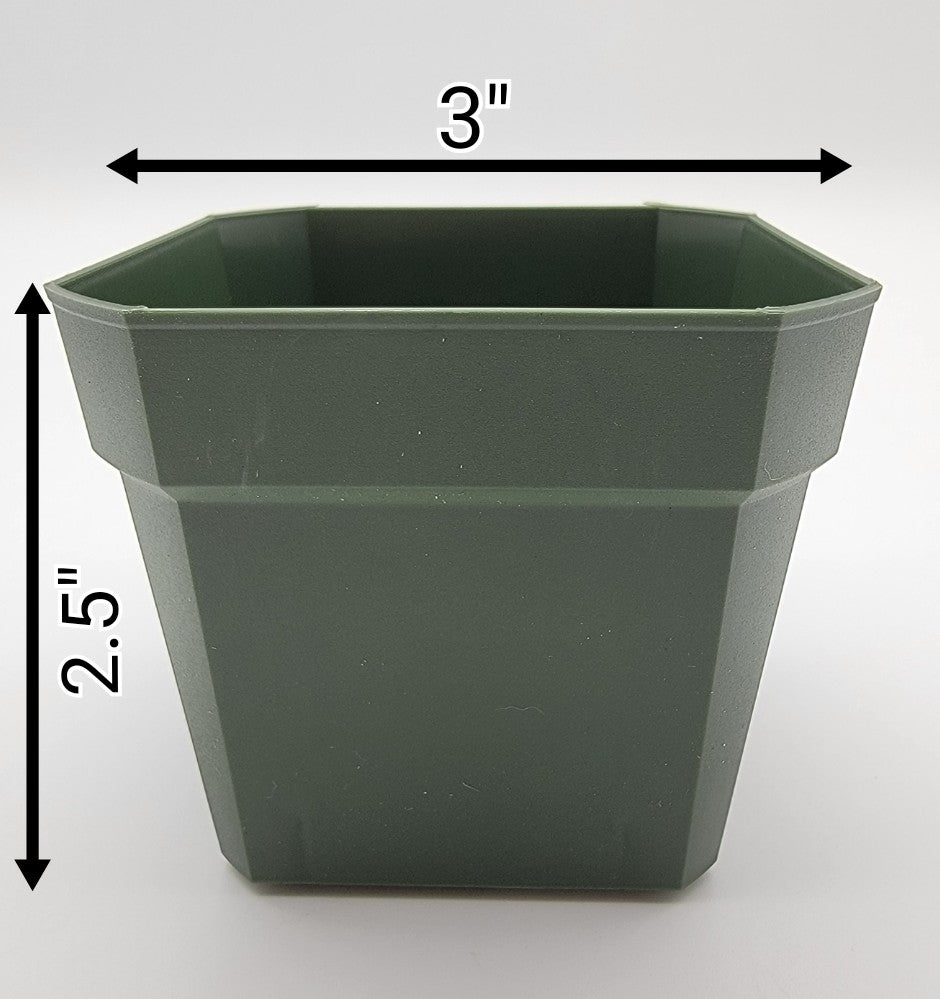 Green Square Pot (3x2.5") - -Rainbow Carnivorous Plants LLC