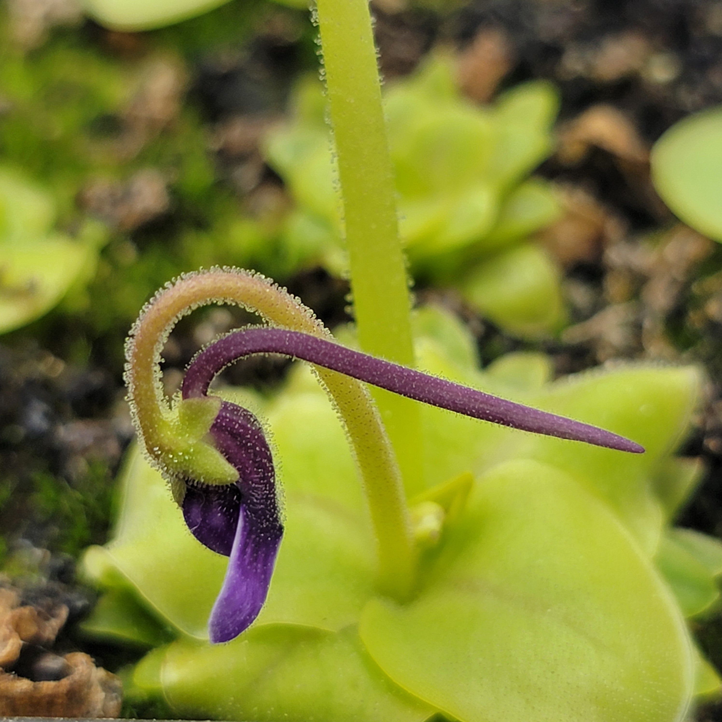 Pinguicula macrophylla -Butterworts -Rainbow Carnivorous Plants LLC