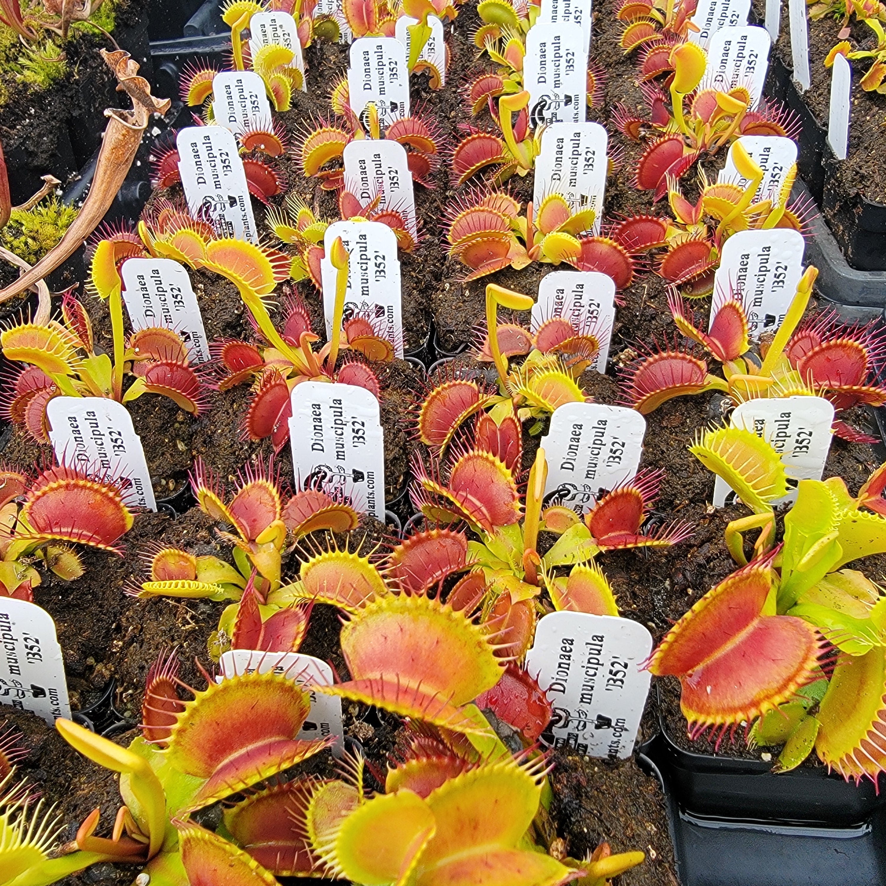 Venus flytrap (Dionaea muscipula) 'B52' -Venus flytrap -Rainbow Carnivorous Plants LLC