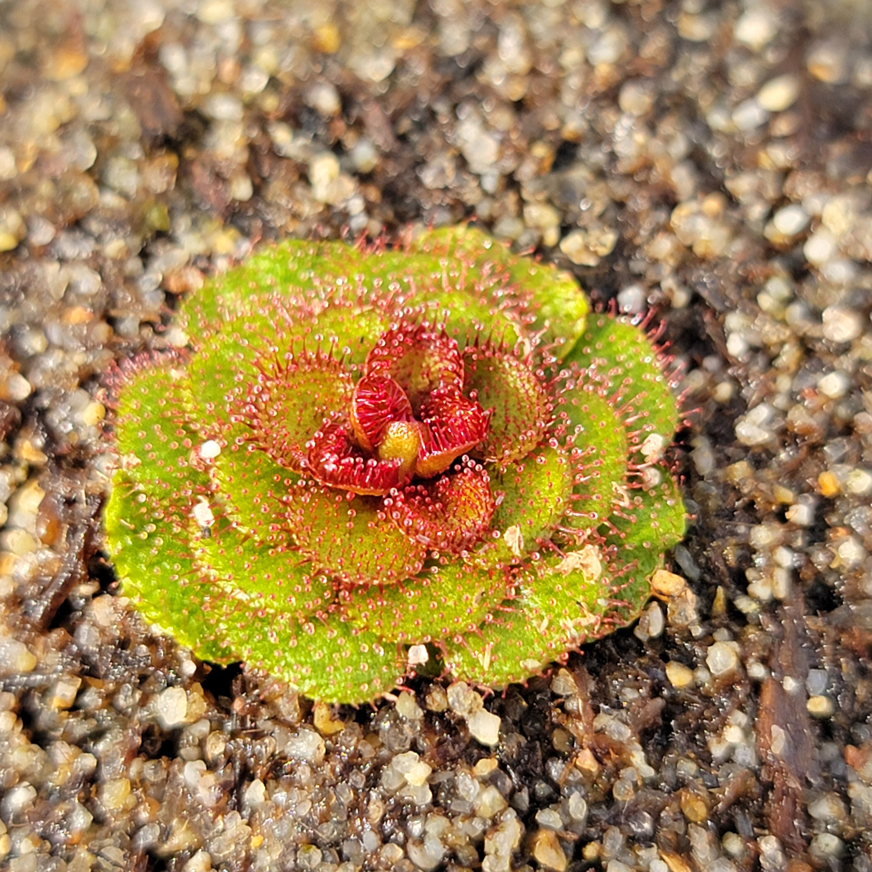 Drosera lowriei {small all dark red rosettes, Hayes, Western Australia}