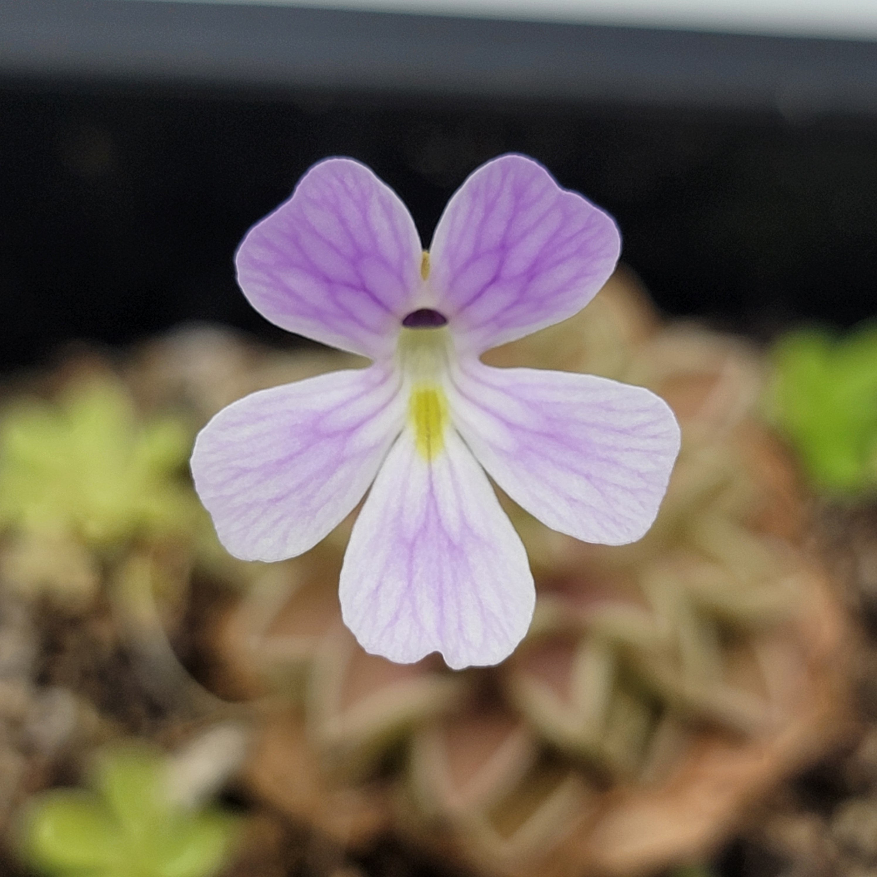 Pinguicula emarginata x jaumavensis -Butterworts -Rainbow Carnivorous Plants LLC