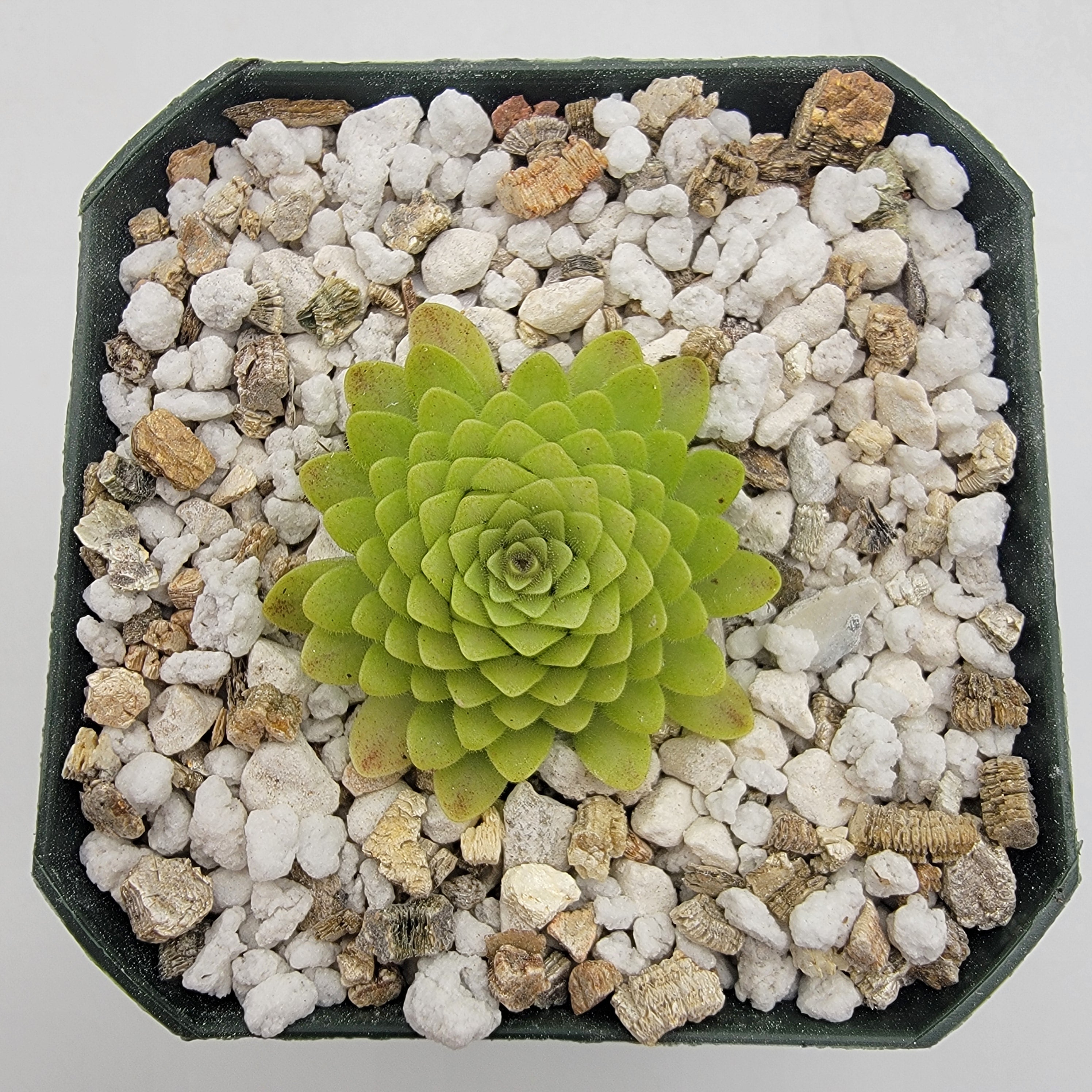 Pinguicula "Lautner 92/52" x "Big Purple Thing" -Butterworts -Rainbow Carnivorous Plants LLC