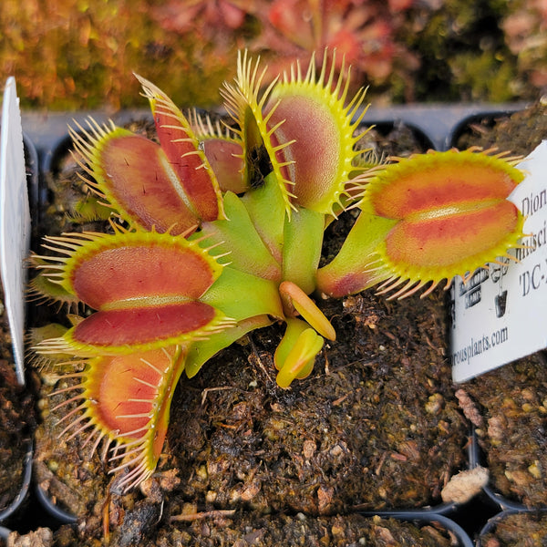 Venus flytrap (Dionaea muscipula) 'DC-XL'