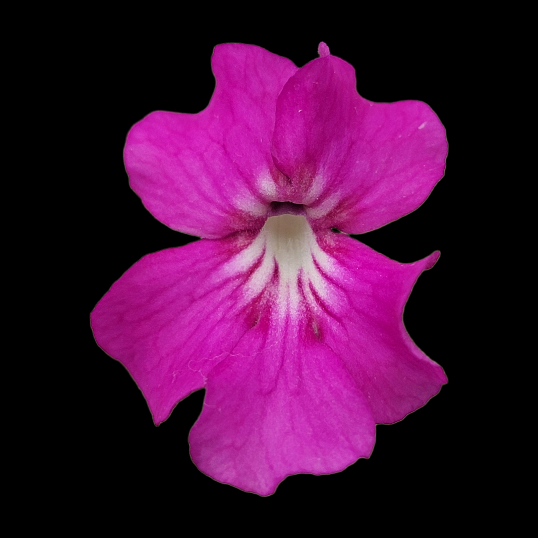 Pinguicula zecheri 'Faulisi' -Butterworts -Rainbow Carnivorous Plants LLC