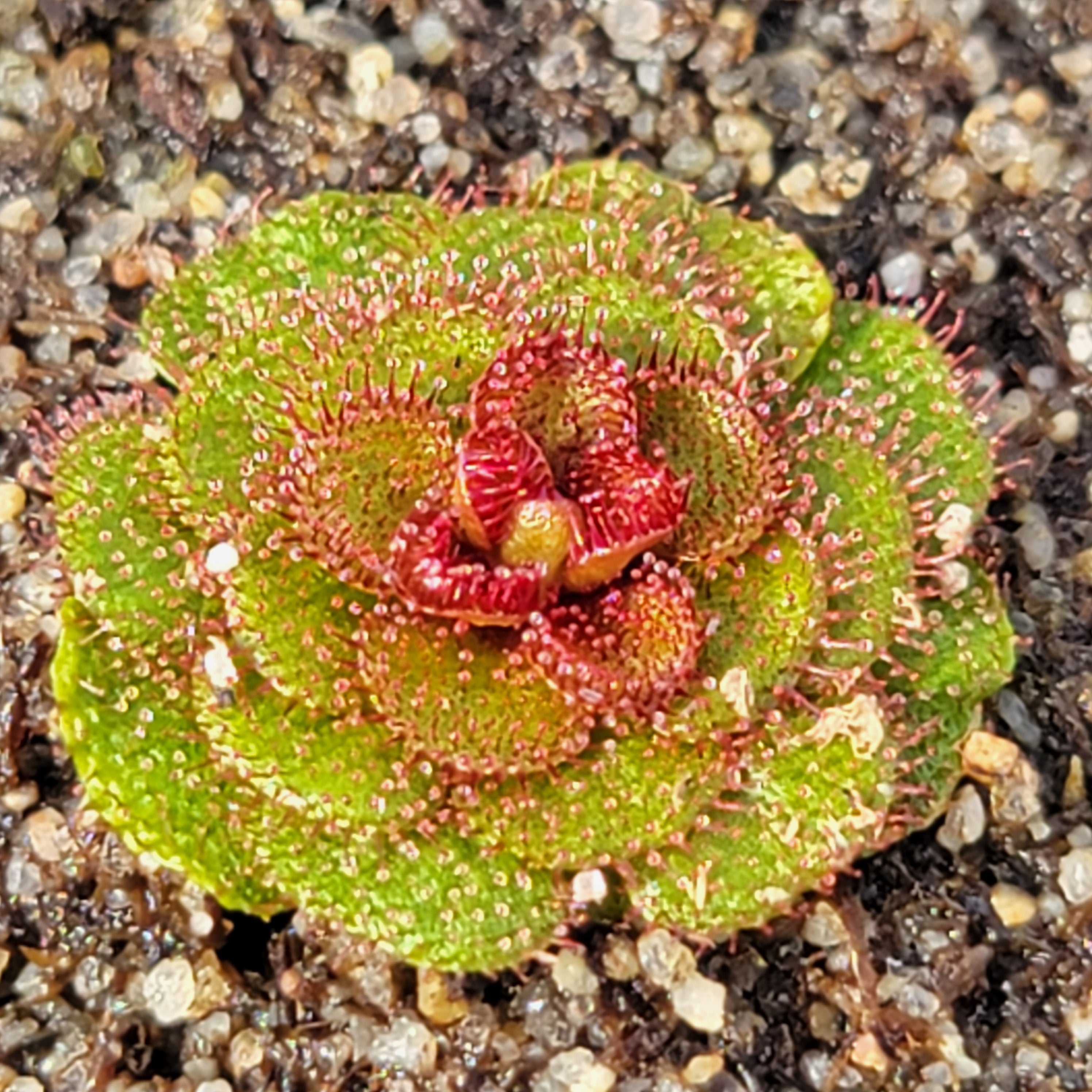 Drosera lowriei {small all dark red rosettes, Hayes, Western Australia}