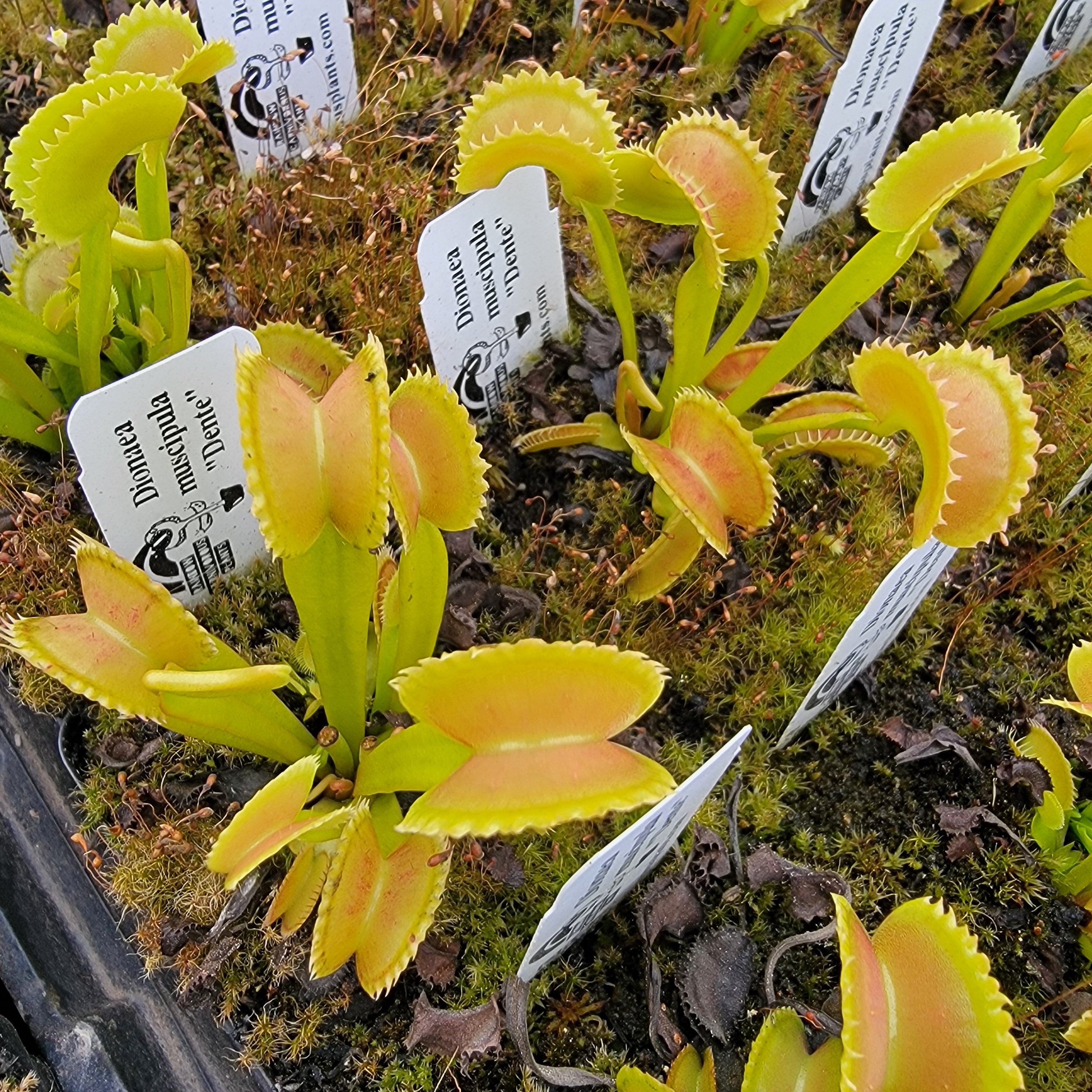 Venus flytrap (Dionaea muscipula) "Dente" -Venus flytrap -Rainbow Carnivorous Plants LLC