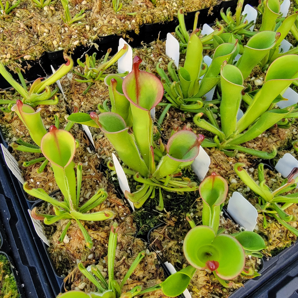 Heliamphora (heterodoxa x minor) x macdonaldae clone #2 -heliamphora -Rainbow Carnivorous Plants LLC