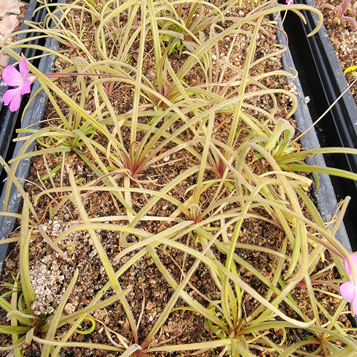 Pinguicula robertiana x moctezumae