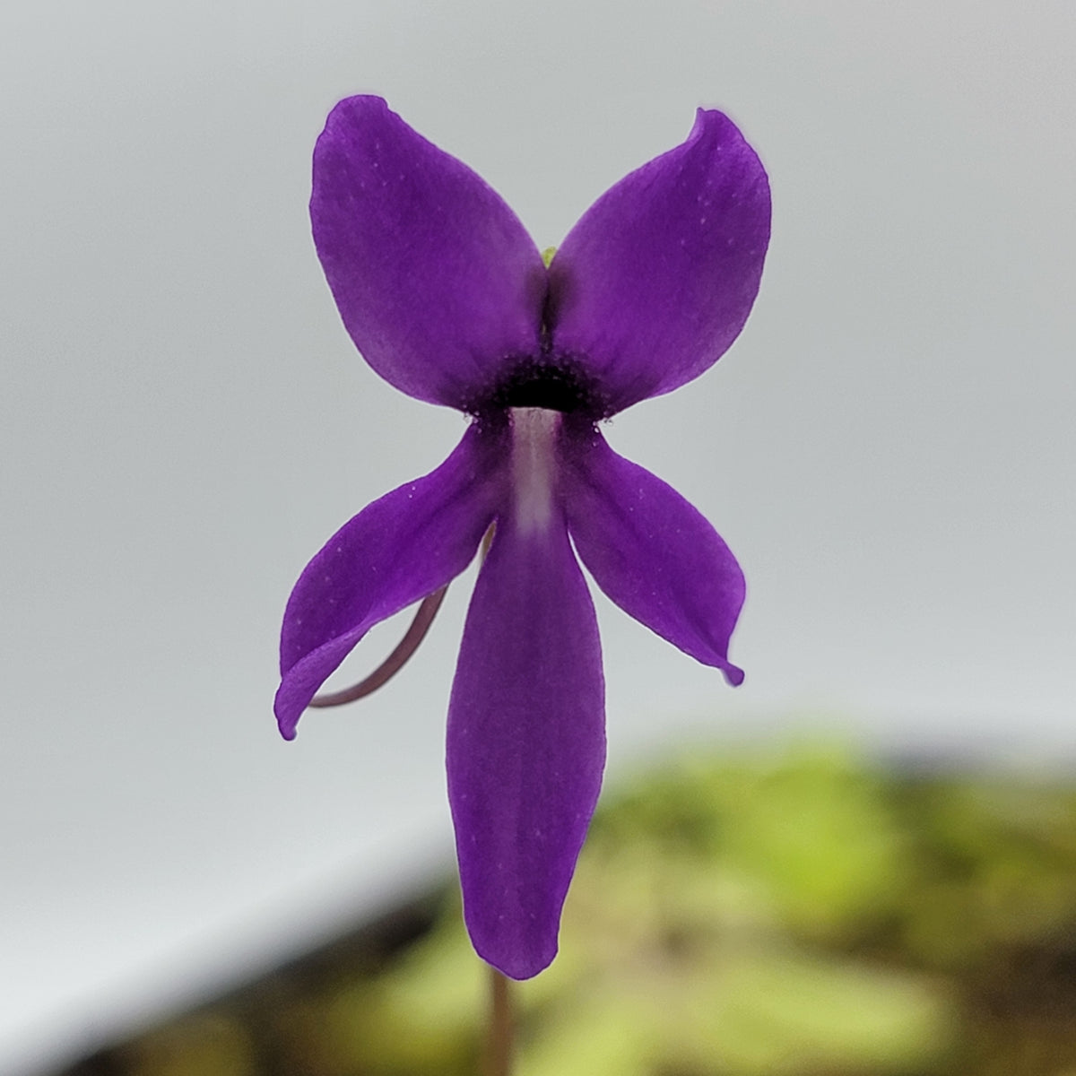 Pinguicula orchidioides {near Ixtlan de Juarez, Oaxaca, México}