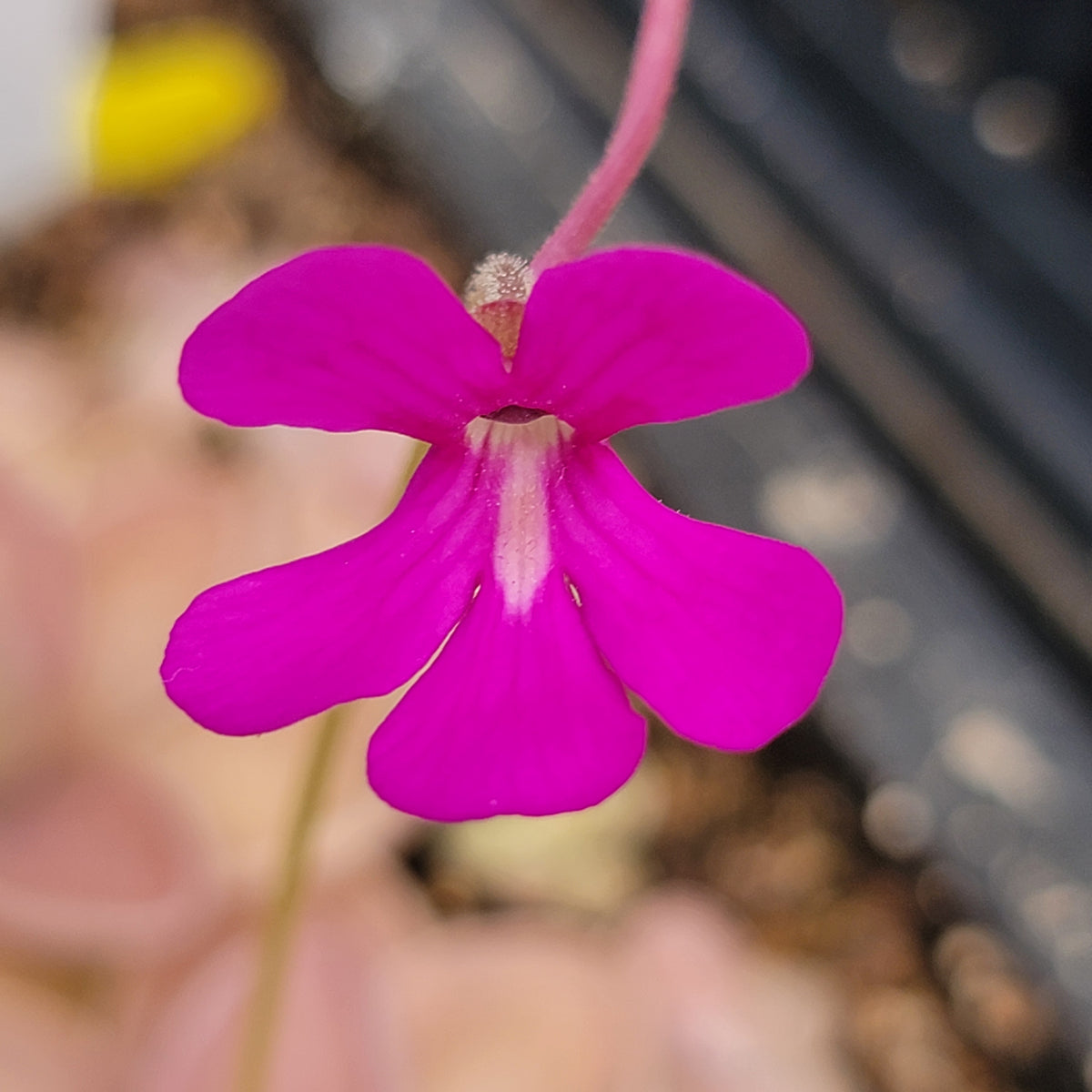 Pinguicula moranensis {Chichicastenango} x ehlersiae