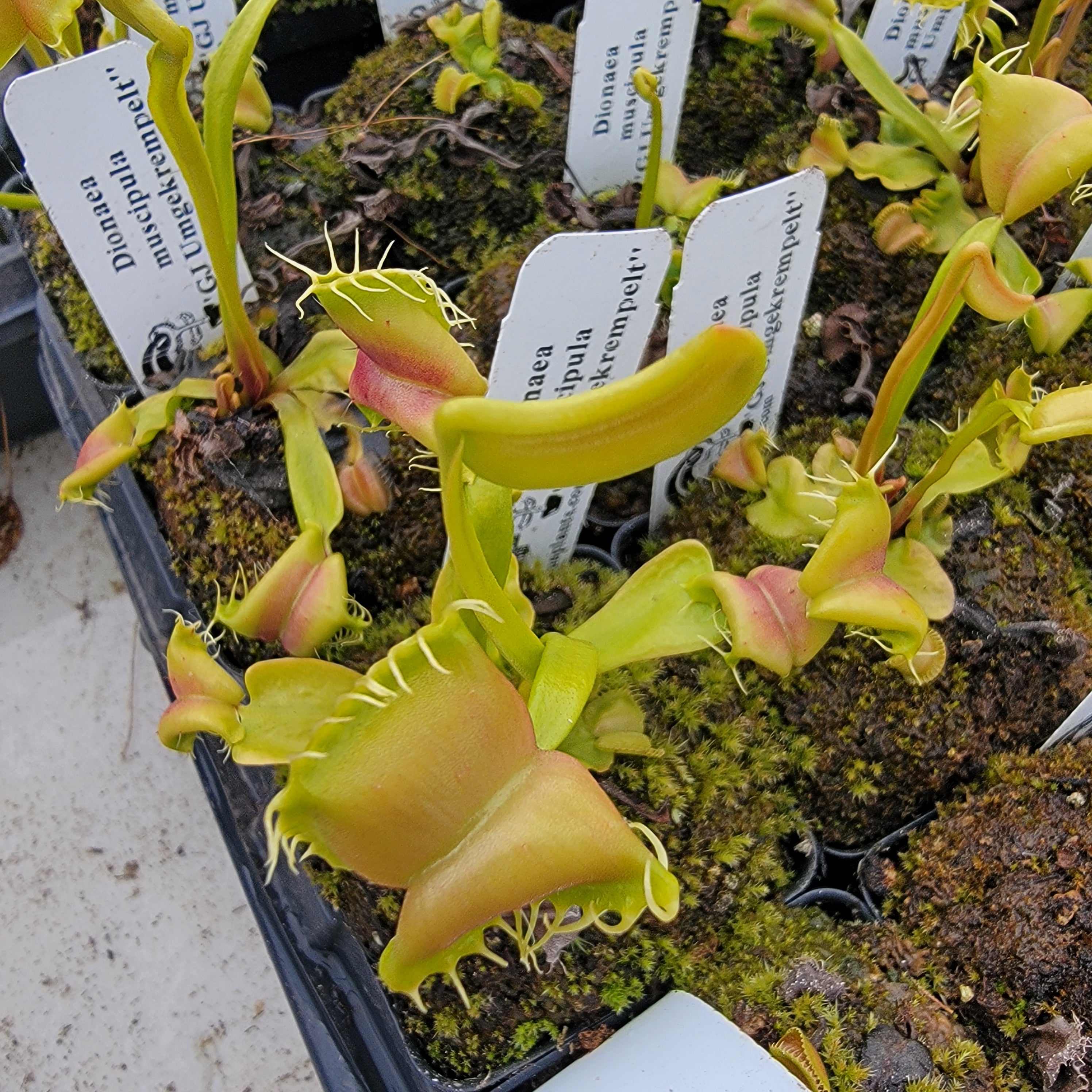 Venus flytrap (Dionaea muscipula) GJ Umgekrempelt -Venus flytrap -Rainbow Carnivorous Plants LLC