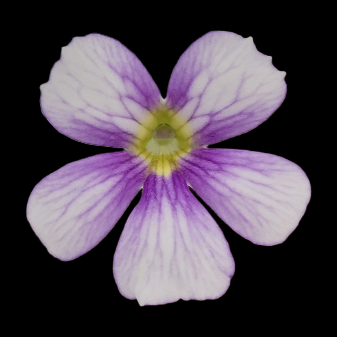 Pinguicula 'Riva' -Butterworts -Rainbow Carnivorous Plants LLC