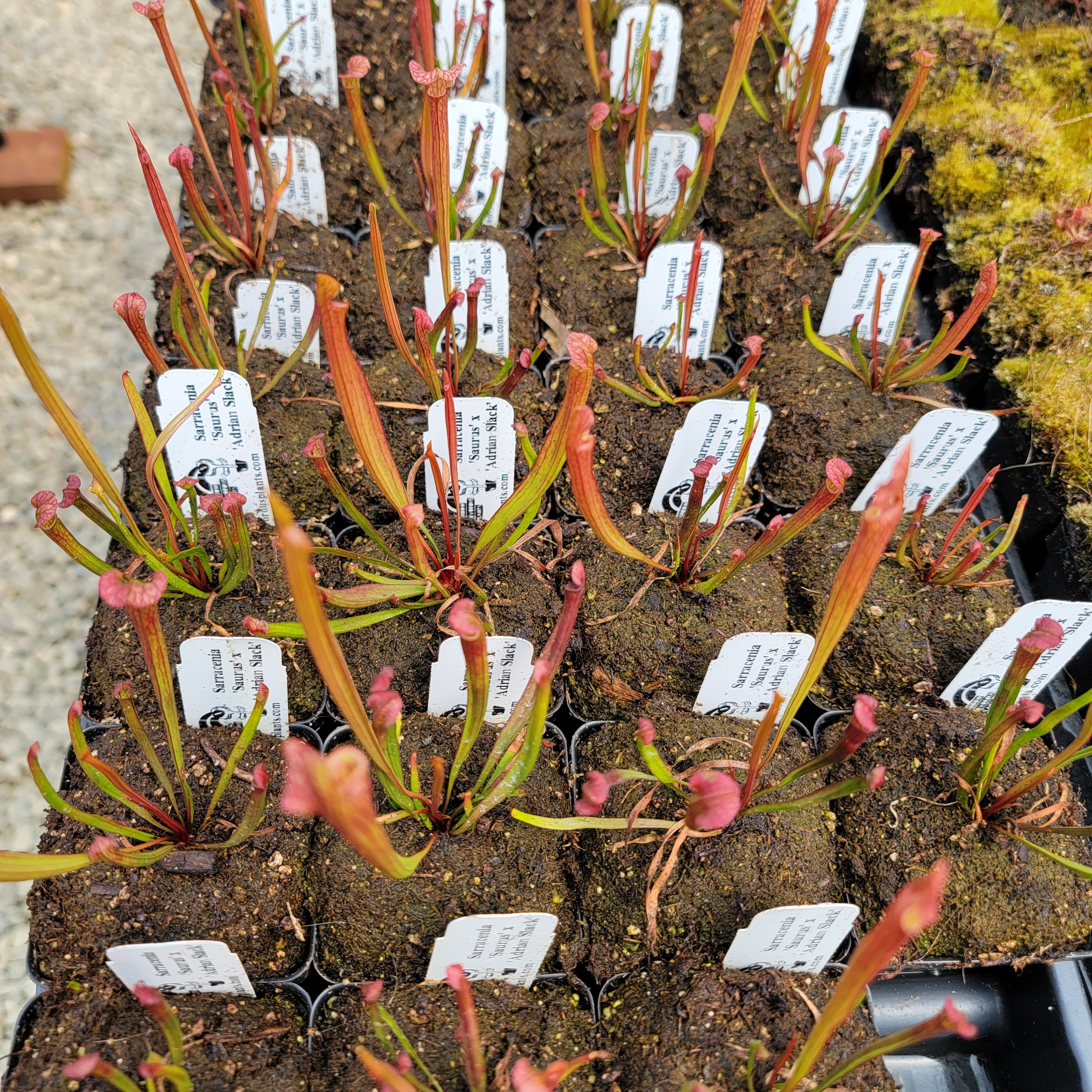 Sarracenia 'Saurus' x 'Adrian Slack' (seed grown) - -Rainbow Carnivorous Plants LLC