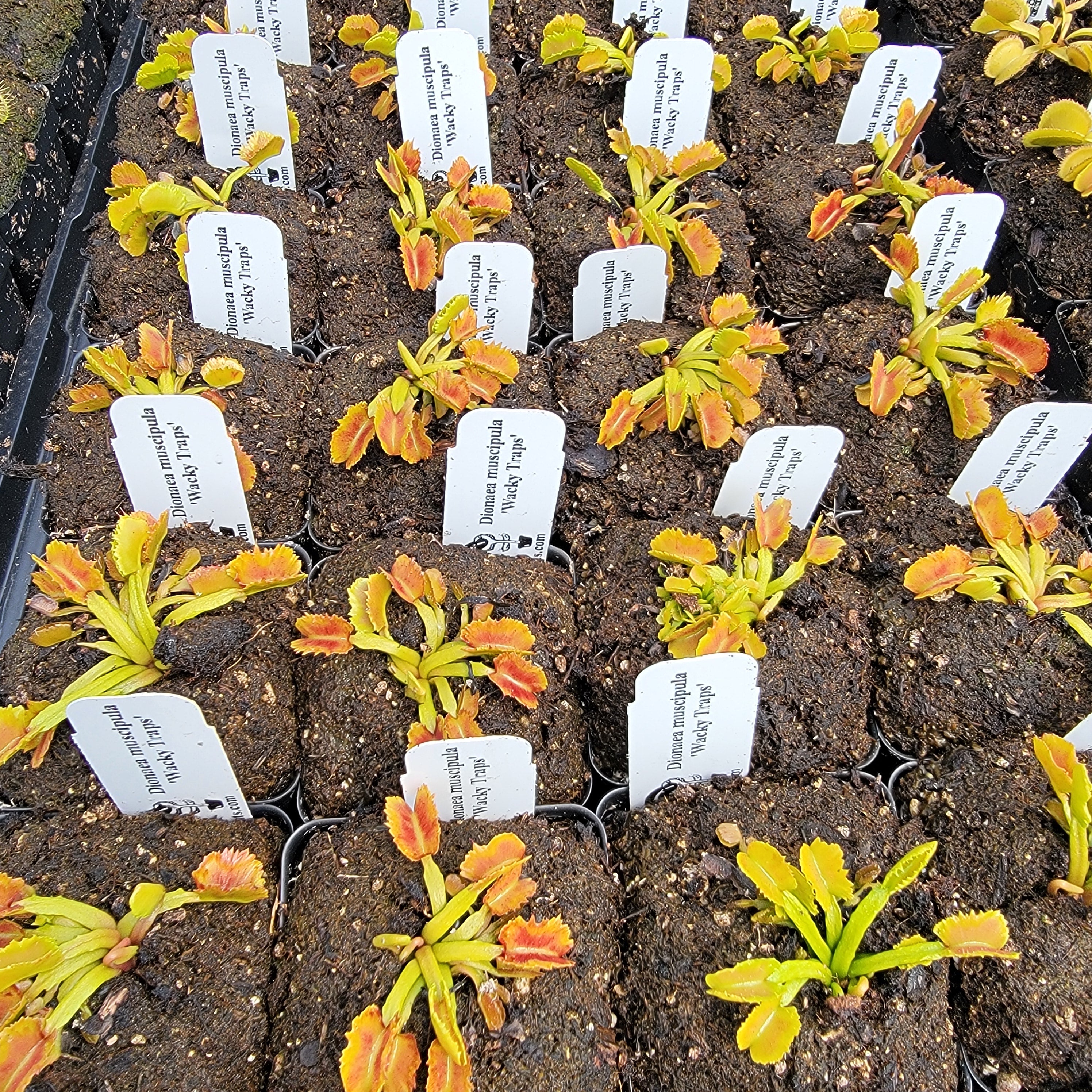 Venus flytrap (Dionaea muscipula) 'Wacky Traps' -Venus flytrap -Rainbow Carnivorous Plants LLC