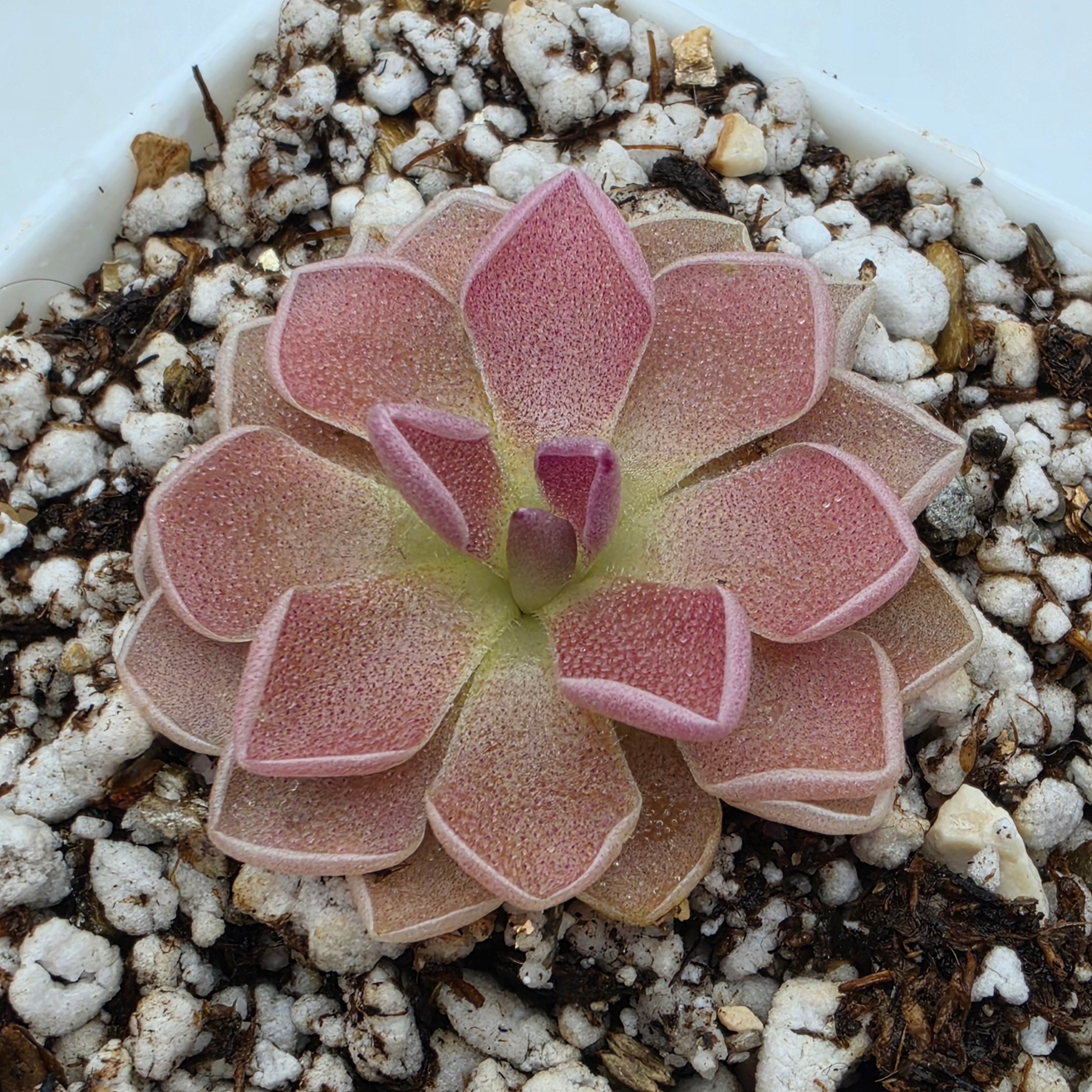 Pinguicula 'PE Formosa' -Butterworts -Rainbow Carnivorous Plants LLC