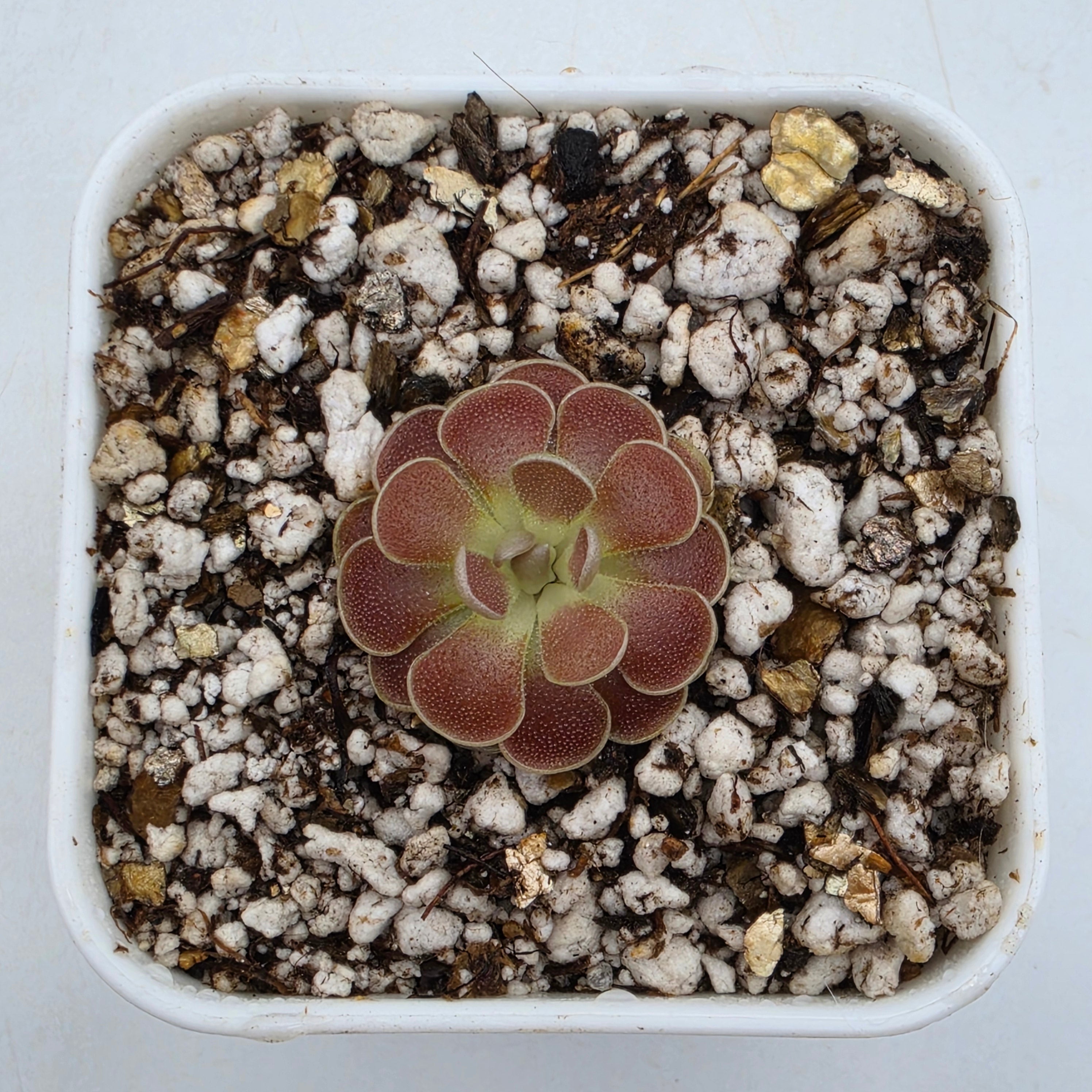 Pinguicula esseriana {El Cielo Mountains, Tamaulipas, México} -Butterworts -Rainbow Carnivorous Plants LLC