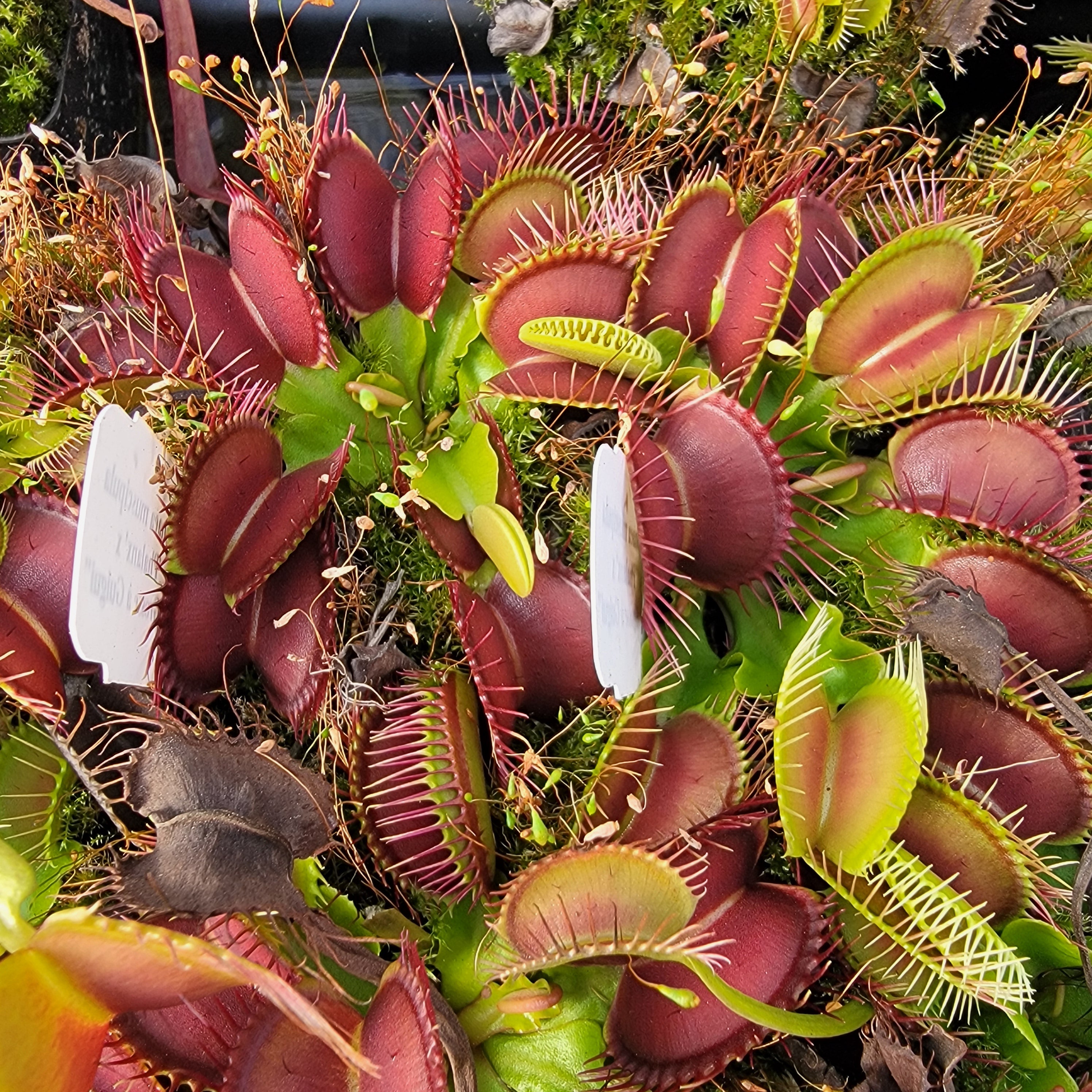 Venus flytrap (Dionaea muscipula) 'GJ Phalanx' x 'La Grosse a Guigui'